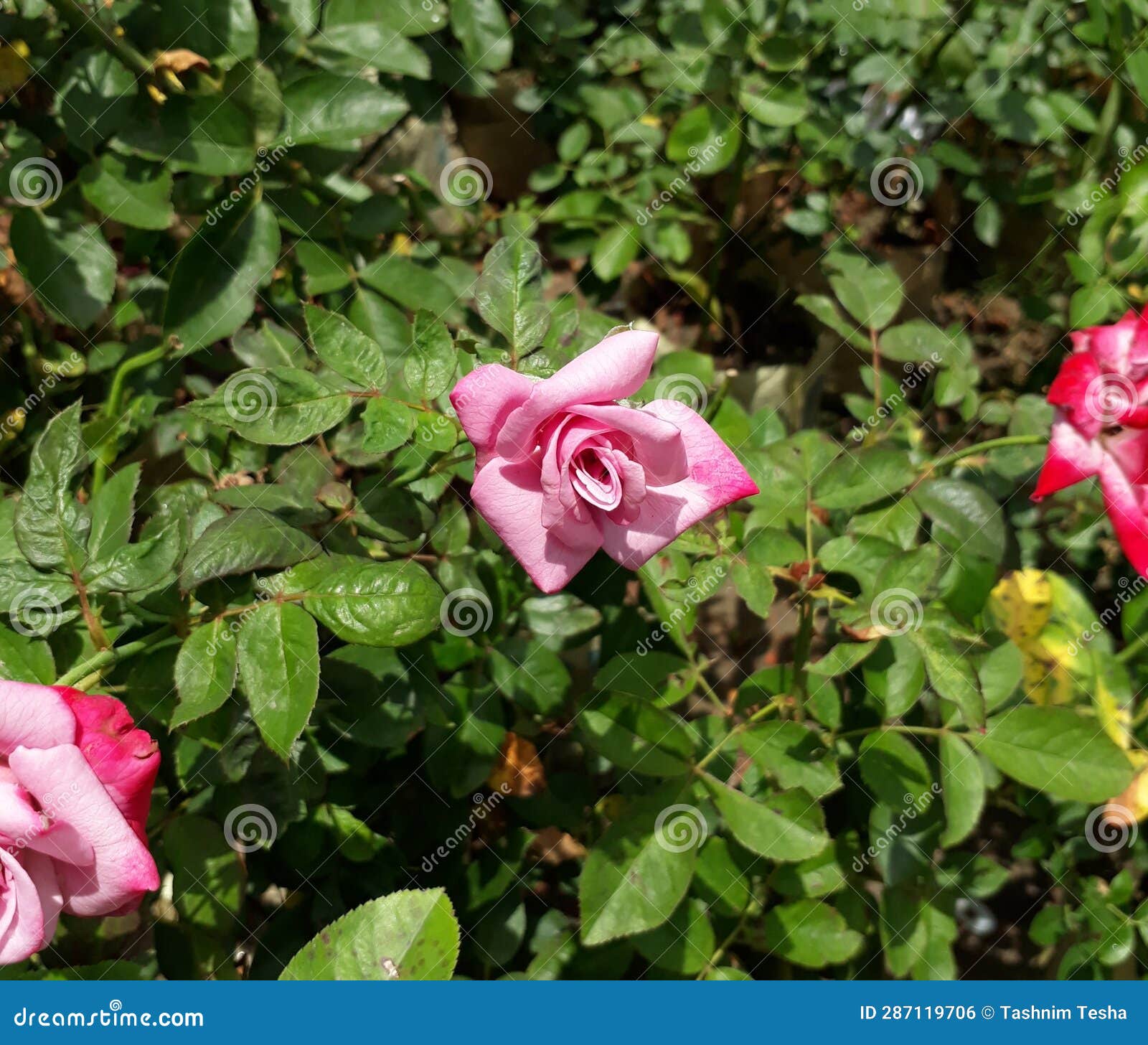 A Beautiful Single Red Rose in the Garden Stock Photo Image of single