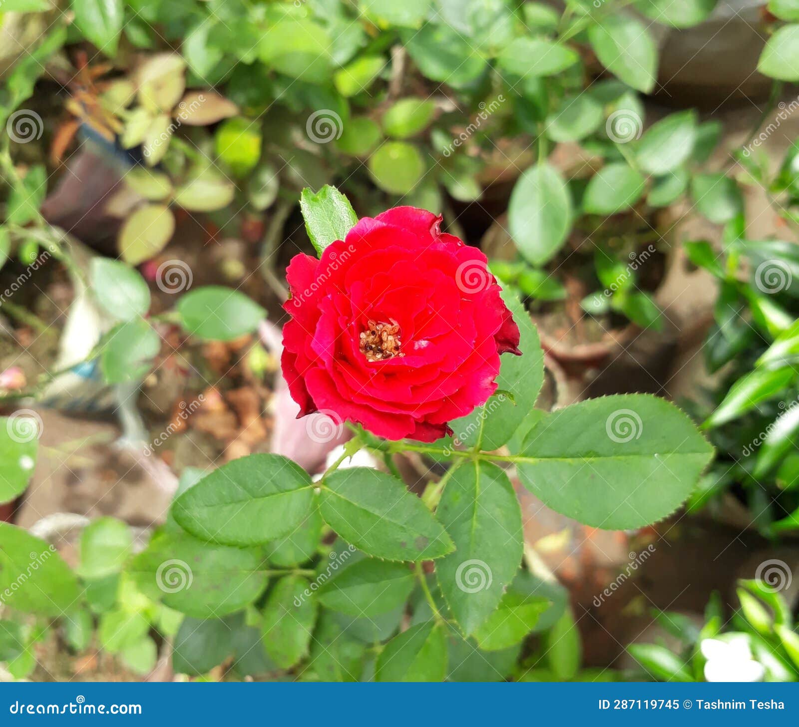 A Beautiful Single Red Rose in the Garden, Stock Image Image of green