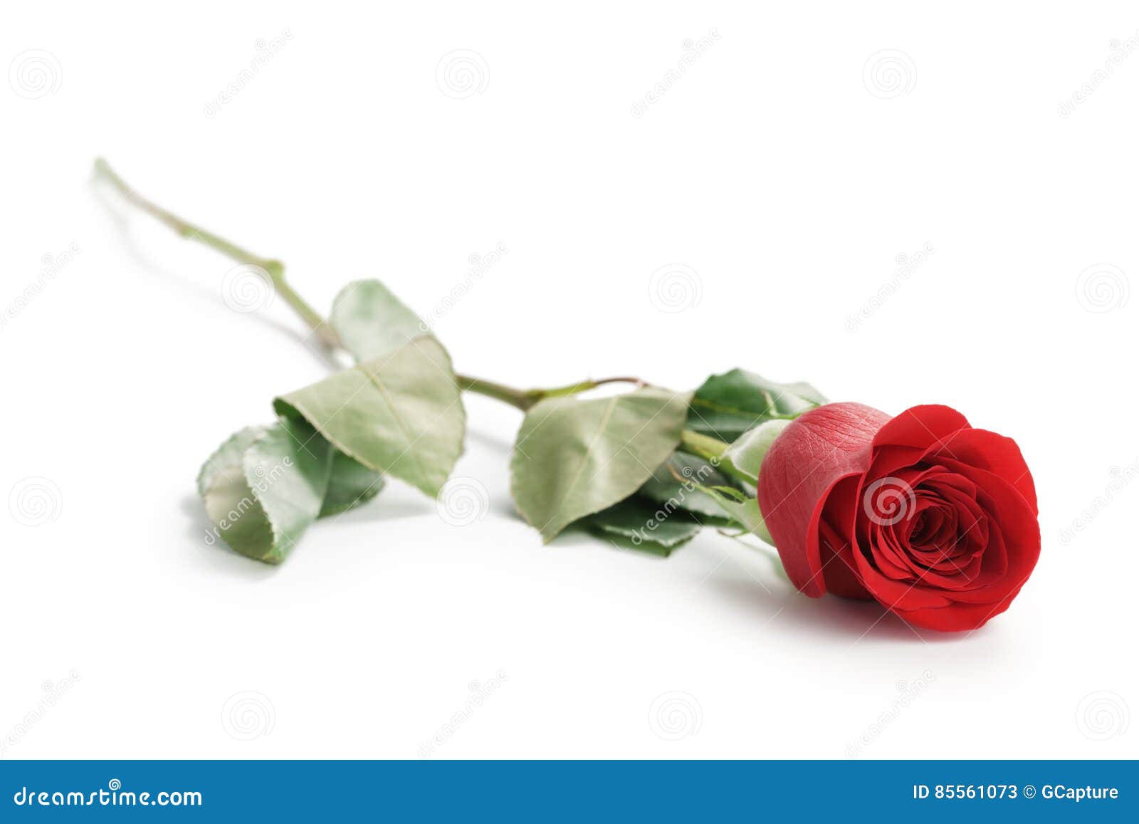 Beautiful Single Red Rose on White Background Stock Image Image of
