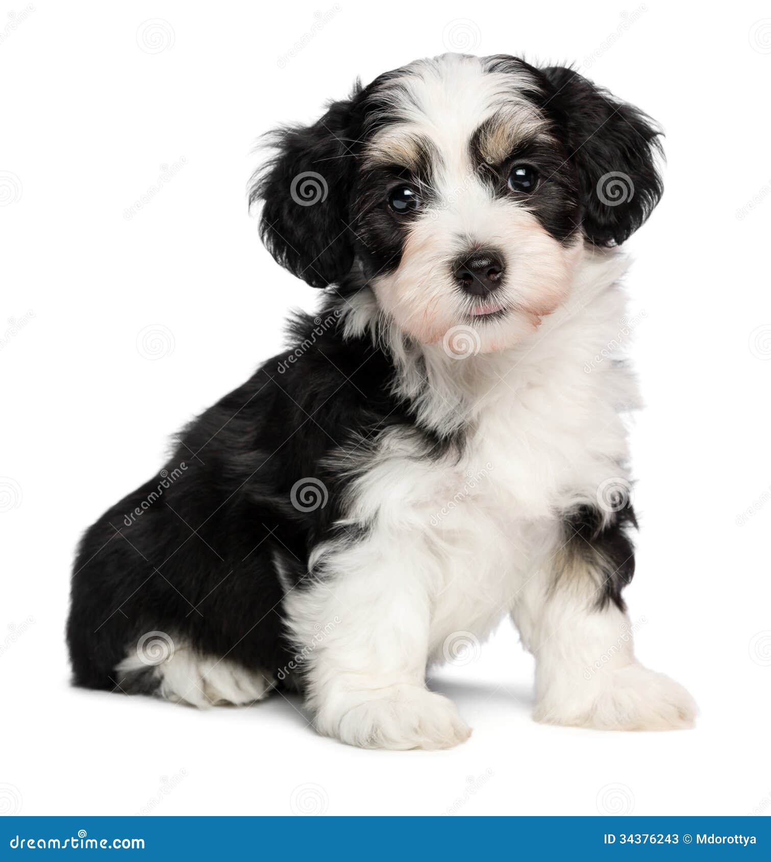 a beautiful sitting tricolor havanese puppy dog