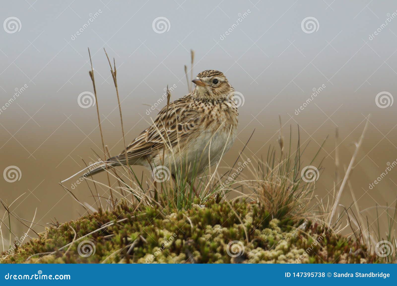 a beautiful skylark, alauda arvensis, perched on top  of a mossy mound in the moors of durham, uk.