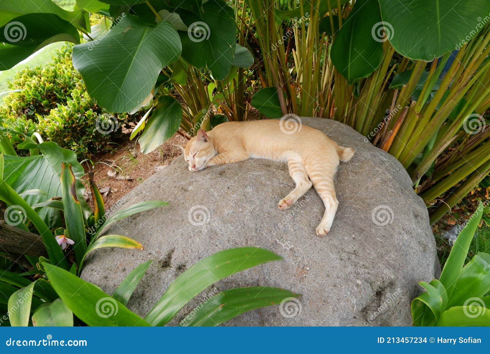 Beautiful sleeping cat stock photo. Image of pets, pretty 213457234