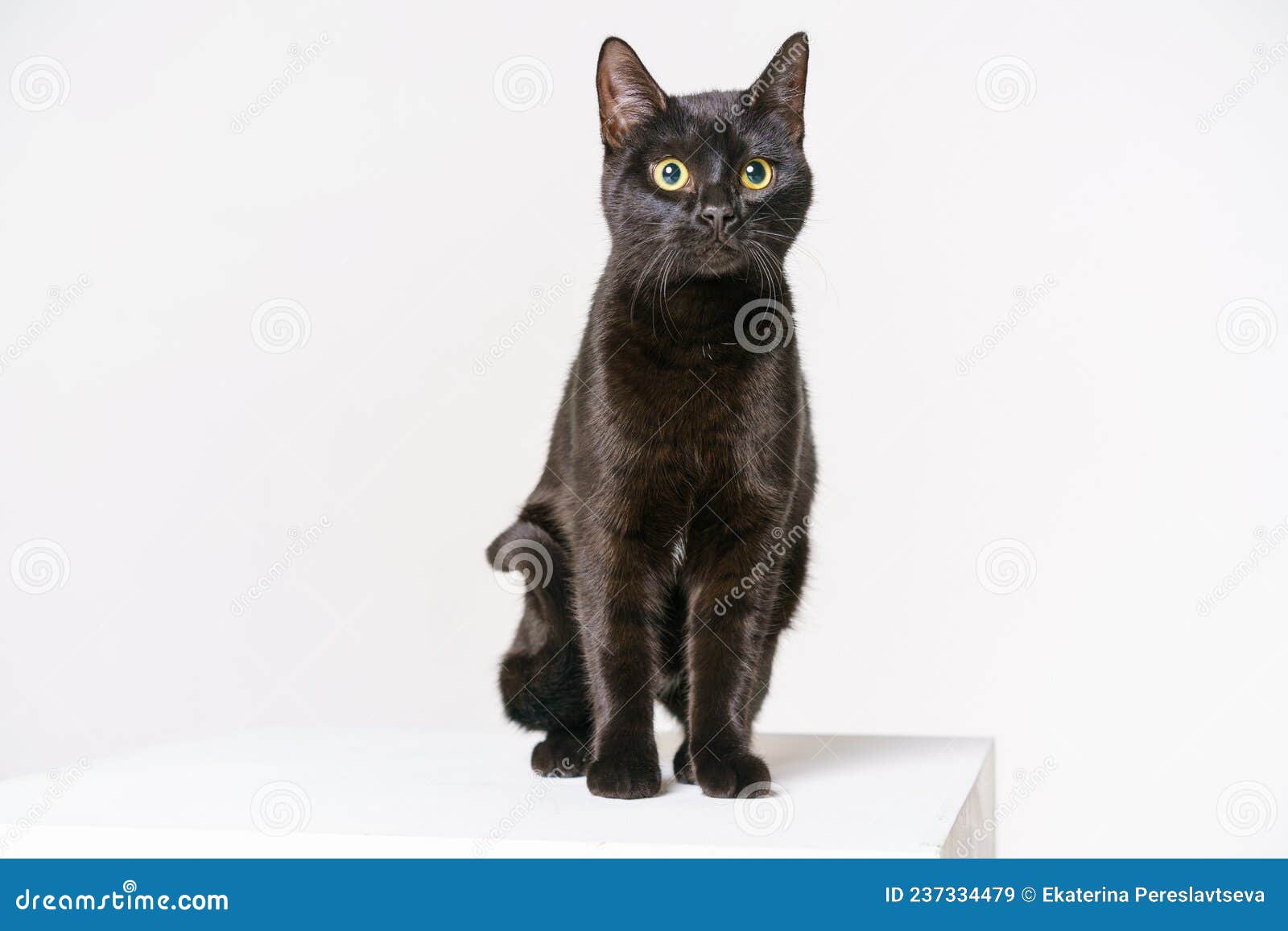 A Beautiful Slender Black Cat Sits on a White Cube on a White