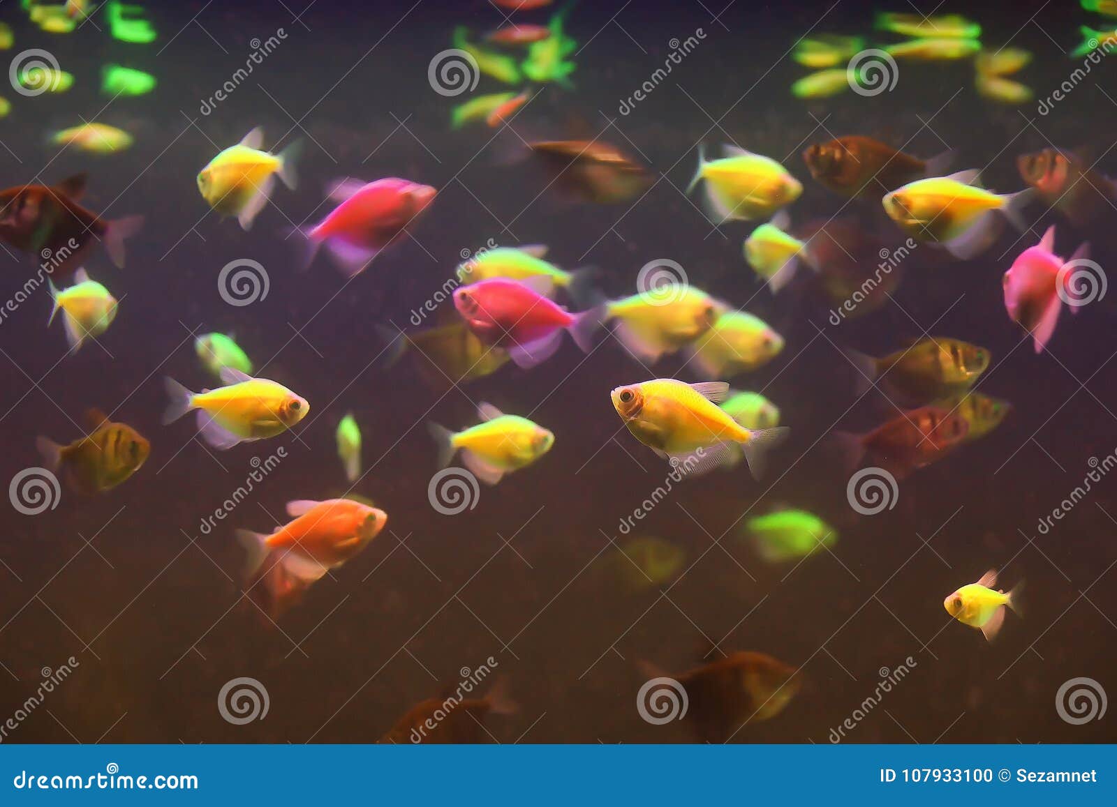 Beautiful Small Fish in an Aquarium Texture Background Stock Photo