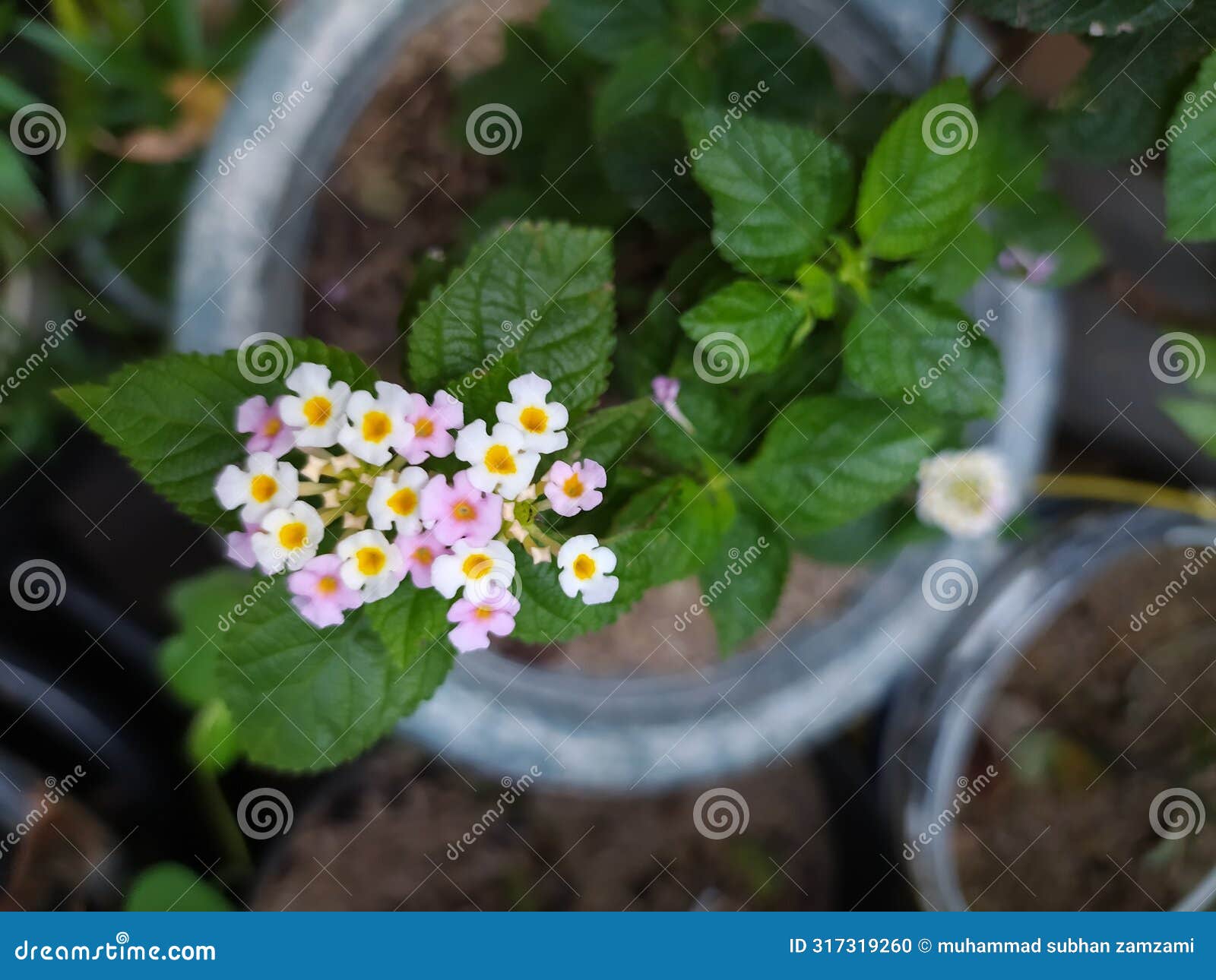beautiful small flower pot bunga