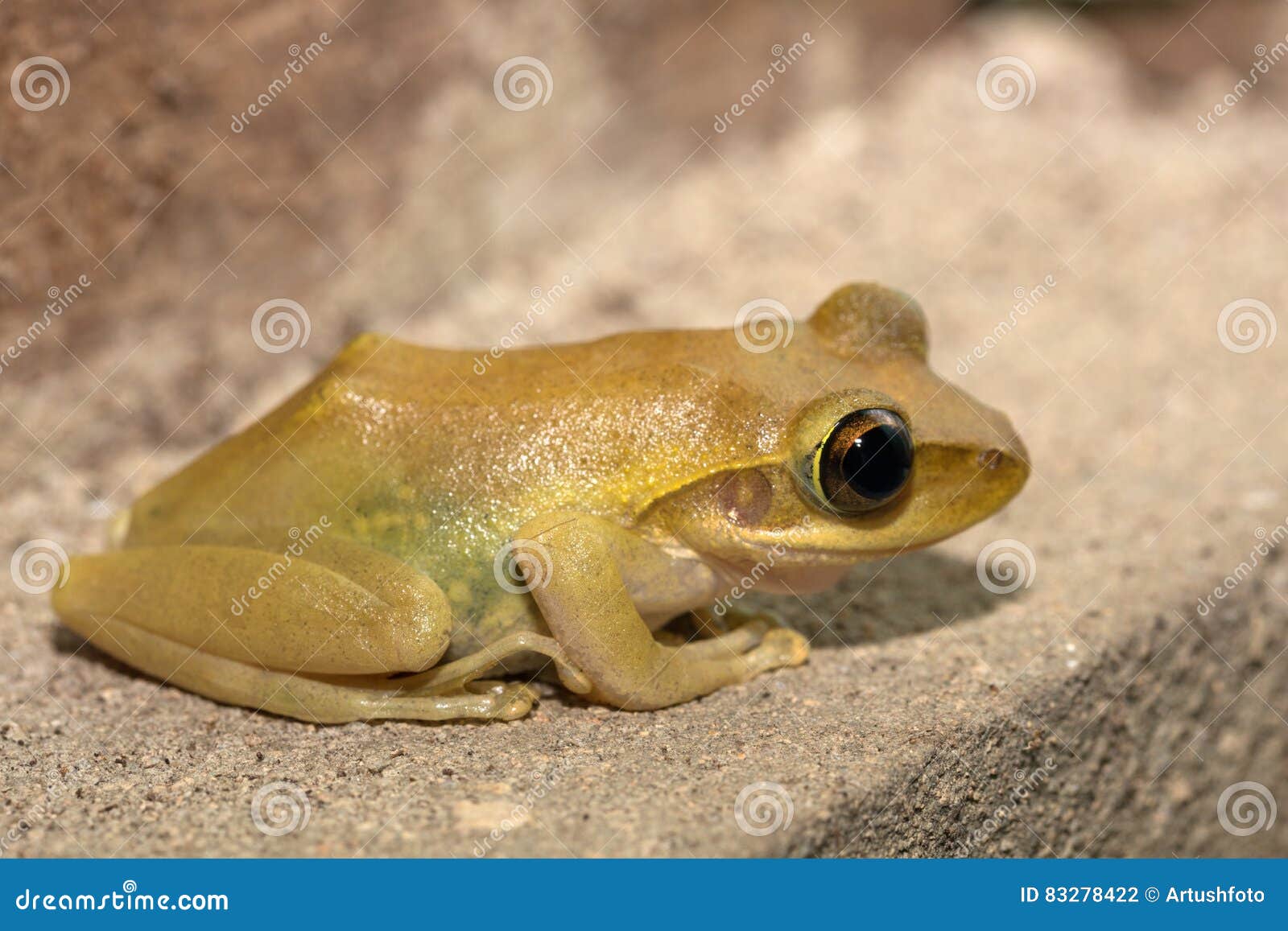 Beautiful Small Frog Boophis Rhodoscelis Madagascar Stock Photo - Image of  fauna, amphibian: 83278422