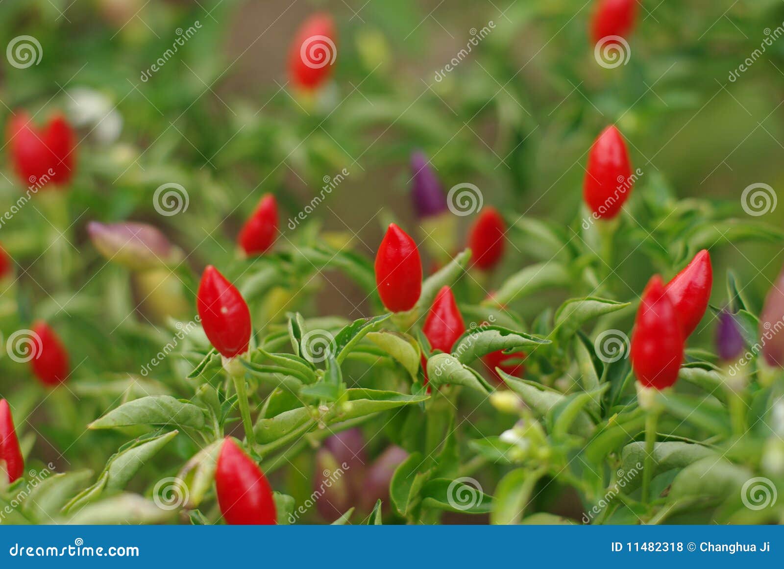 Beautiful Small Hot Peppers Royalty Free Stock Photos Image 11482318