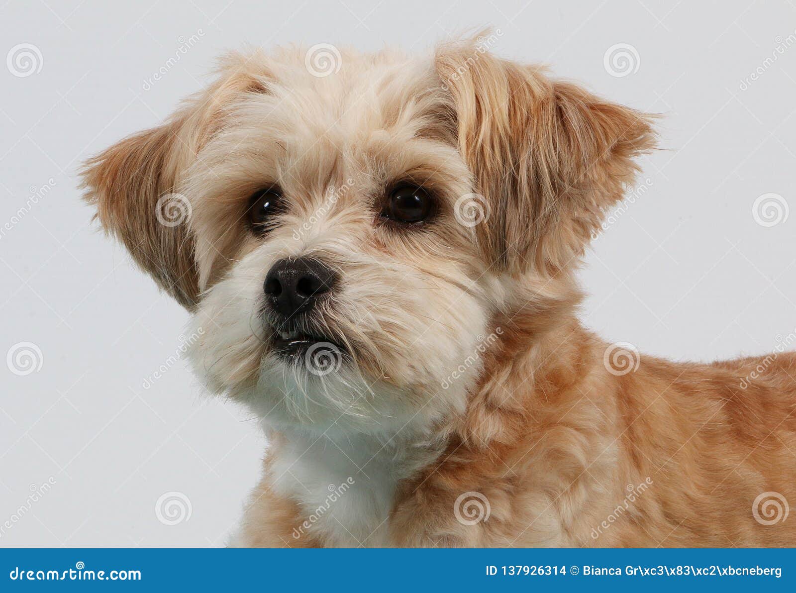 Free dogin Free dogin