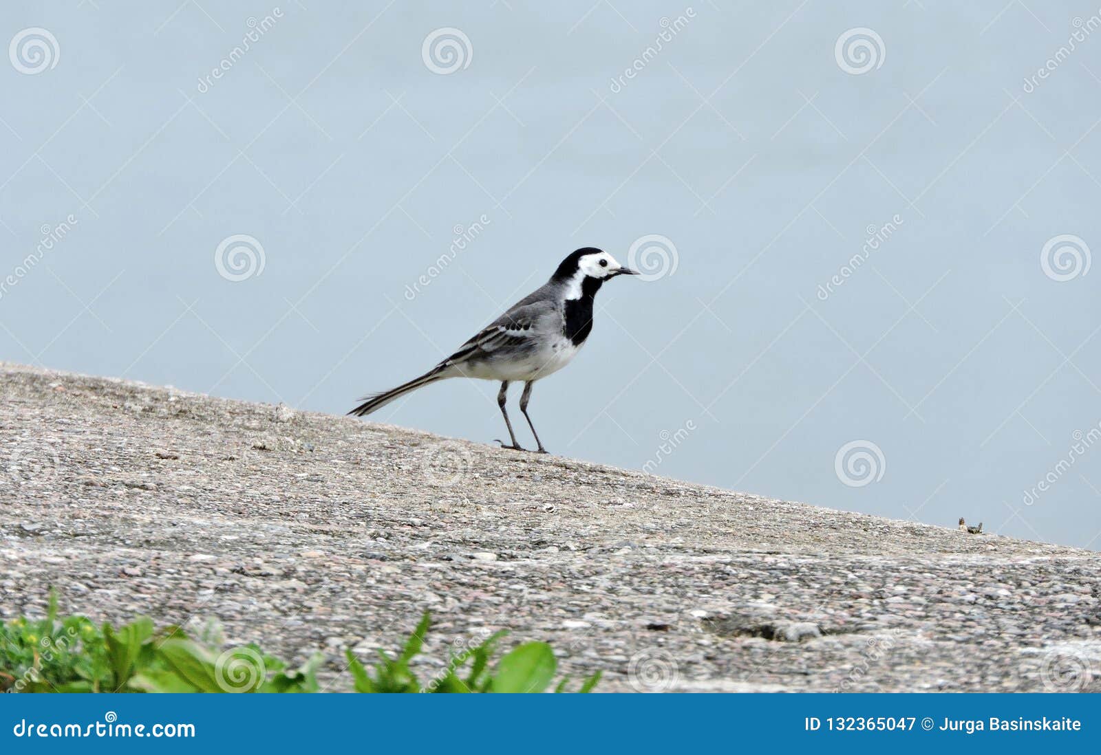 Beautiful Small Tit Bird , Lithuania Stock Image - Image of blue, tail:  132365047