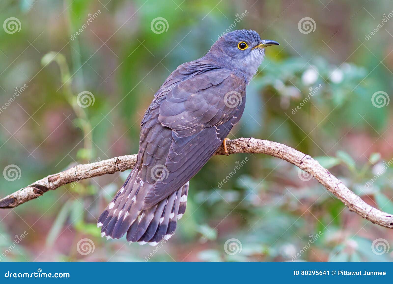 beautiful of smallest cuckoo bird and very rare standing on branch