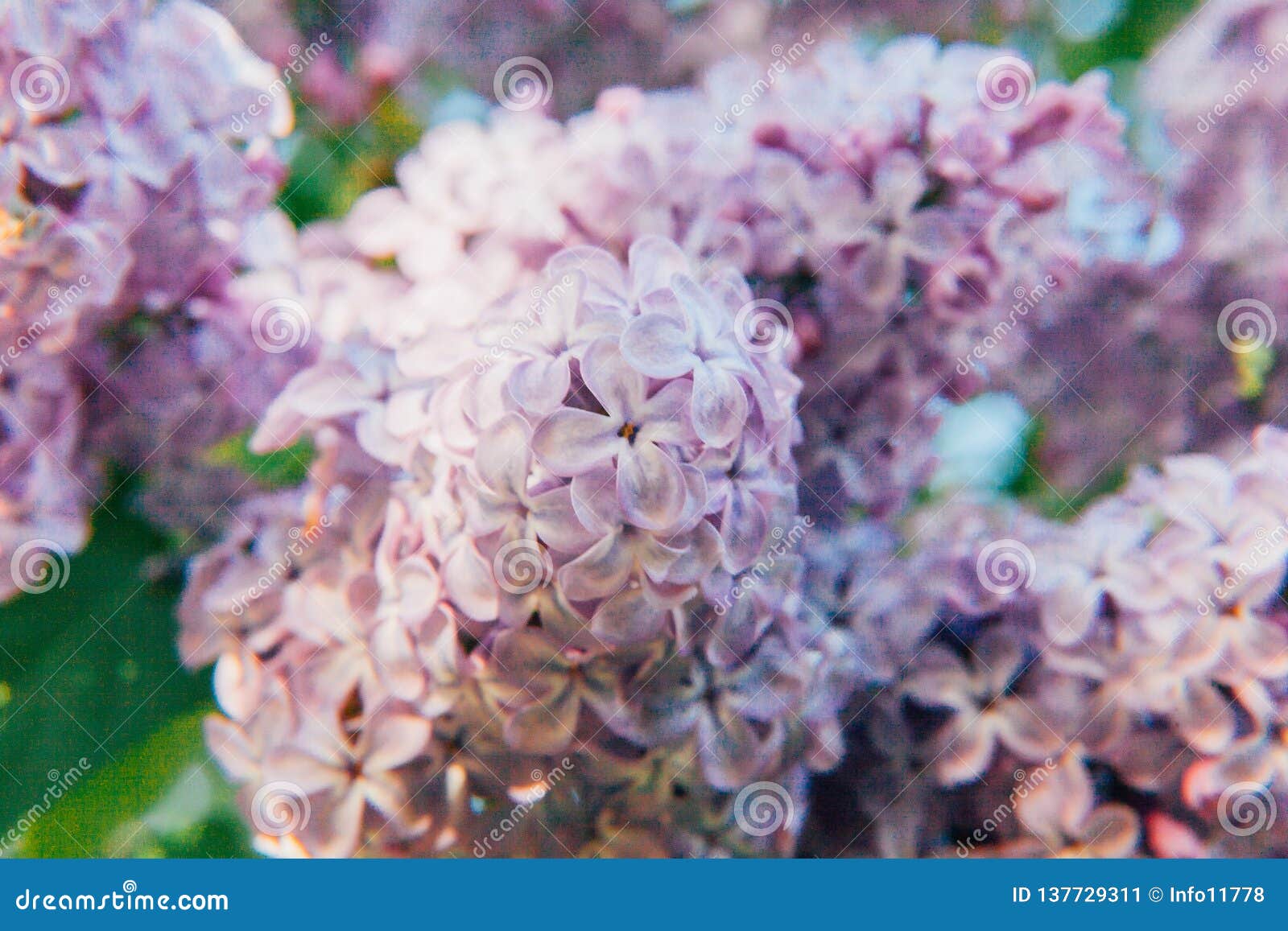 Beautiful Smell Violet Purple Twigs of Lilac Blossom Flowers in Spring ...