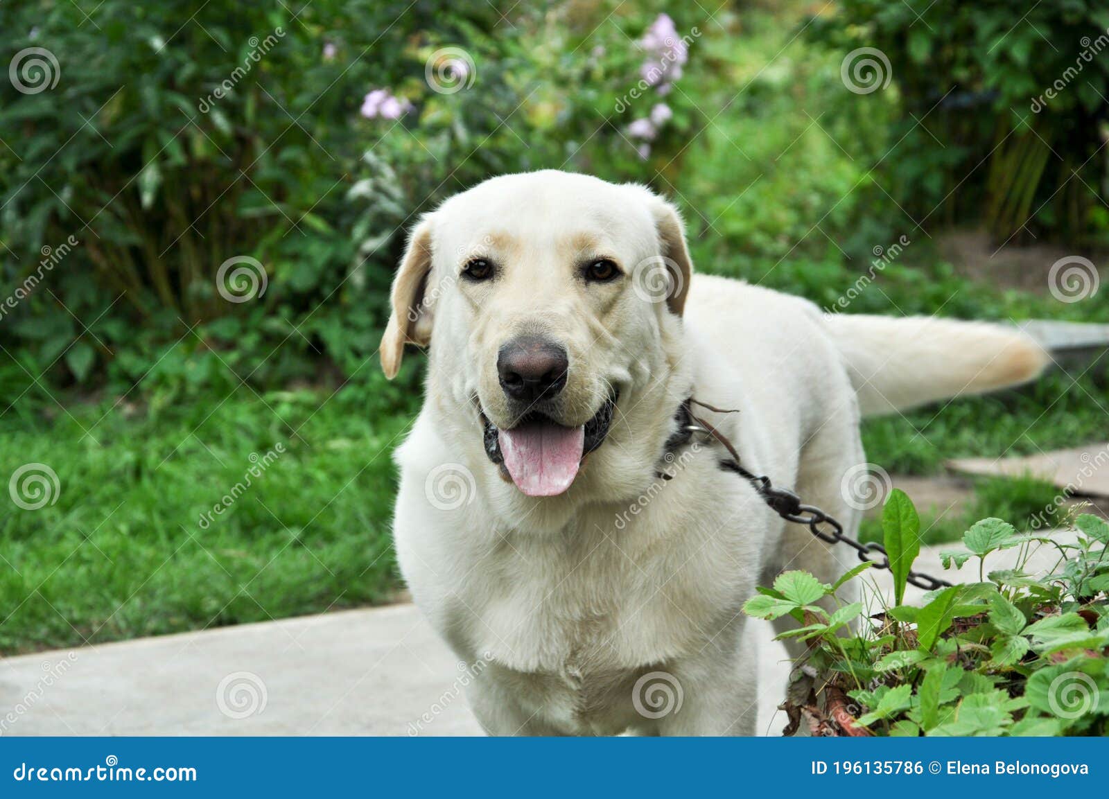 beautiful, smiling labrador on a summer background. pedigree dog.