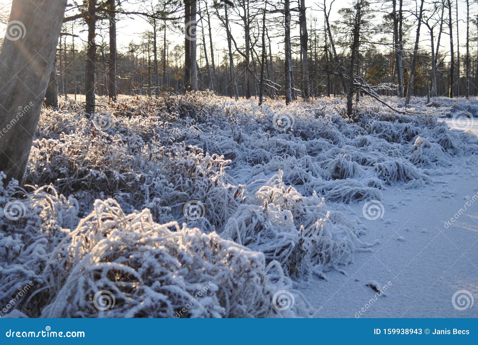 snowy bog grown by pine trees and moorland vegetation covered by shiny frost and surrounded by frozen ponds on sunny winter day