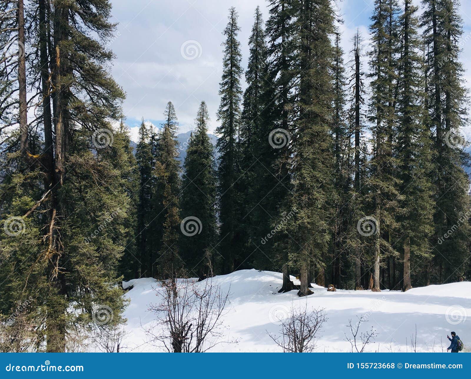 Beautiful Snowy Covered Pine Tress. Bunch of Amazing Pine Trees With the texture of Snow. there is always a life in between all these Pine tress.