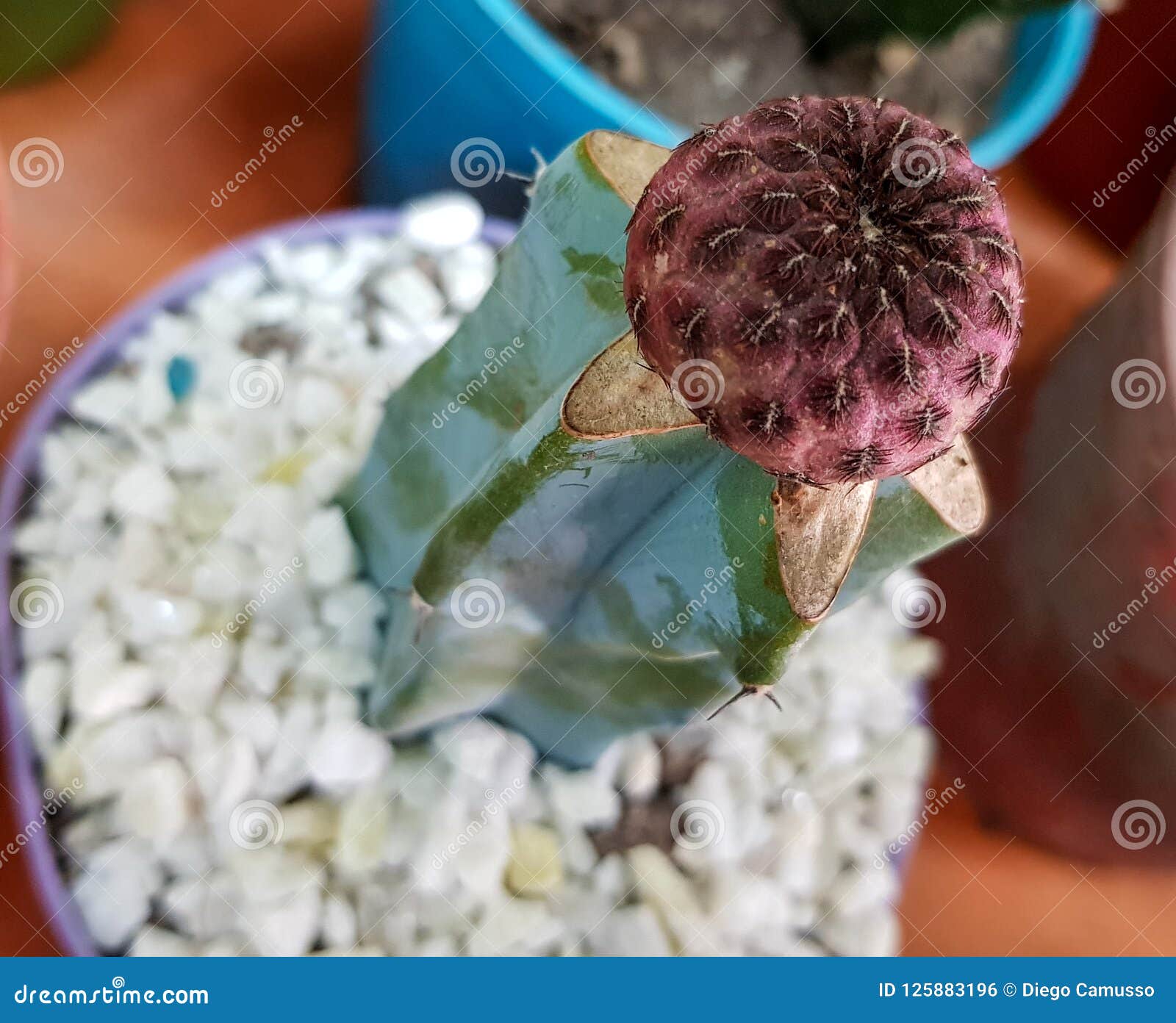 beautiful specimen of grafted cactus with thorns