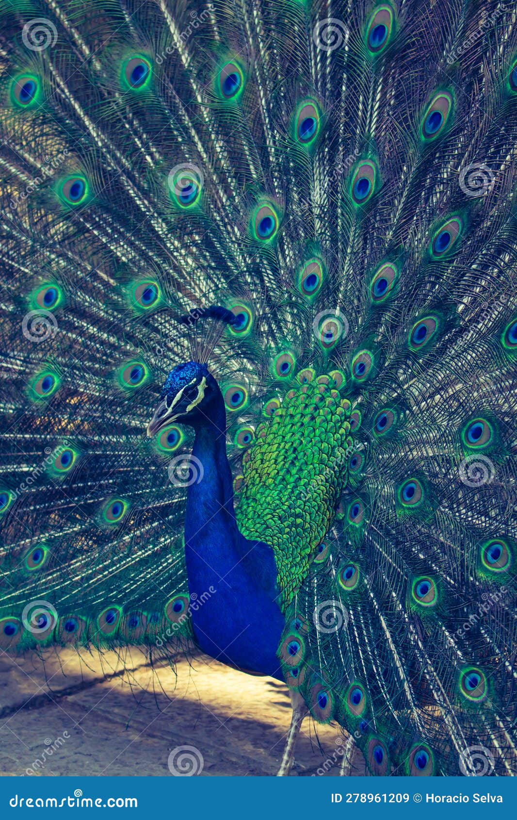 Beautiful Specimen of a Male Peacock Stock Image Image of parkland