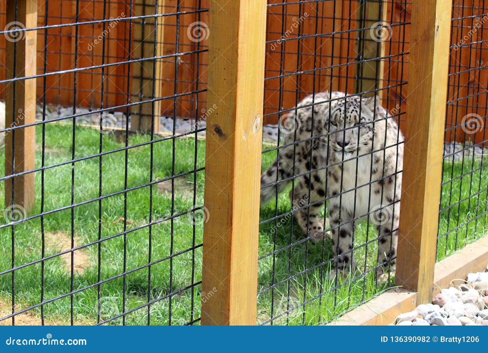 Beautiful Snow Leopard Walking Around Inside His Pen at Zoo, the Wild Animal Park, Chittenango, New York, 2018 Editorial Photography - Image of scene, wildlife: 136390982 Beautiful Snow Leopard Walking Around Inside His Pen at Zoo, the Wild Animal Park, Chittenango, New York, 2018 Editorial Photography - Image of scene, wildlife: 136390982