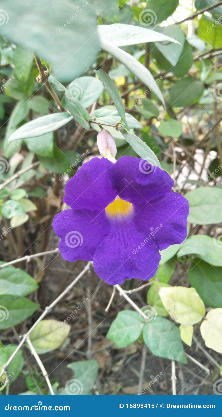 An Beautiful and Spectacular View of Purple Colour Flower in the ...