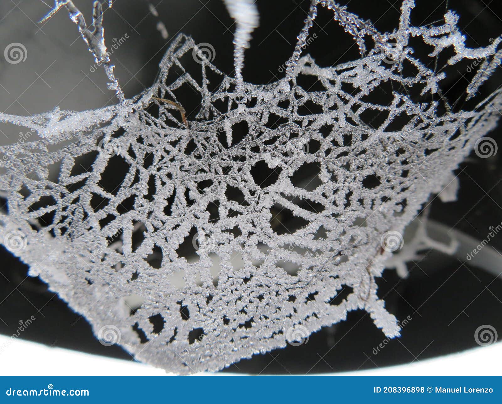 beautiful spider web frozen by an intense cold