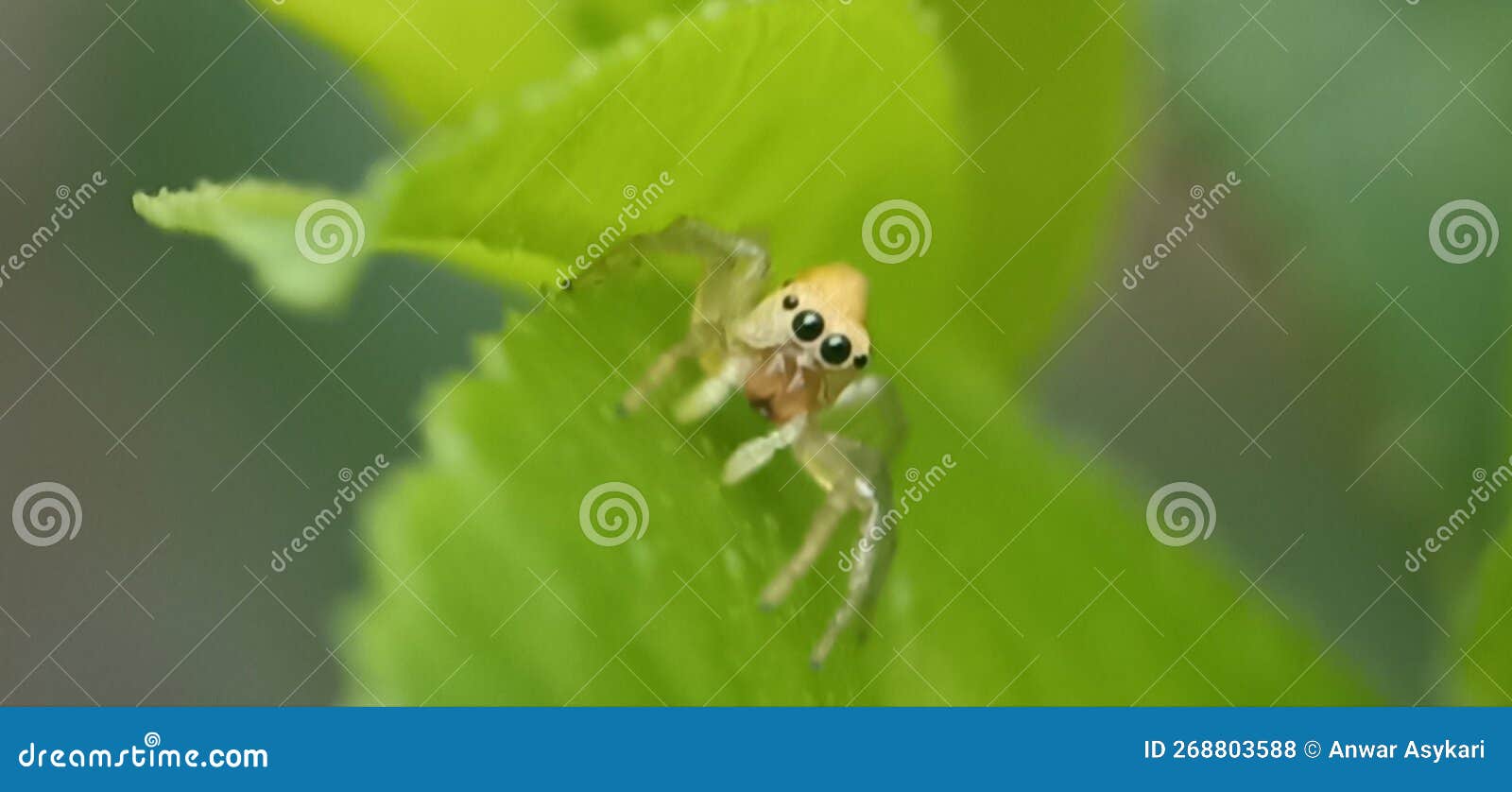 Beautiful Spider ( Yellow Jumping Spider ) is Waiting for Prey Stock