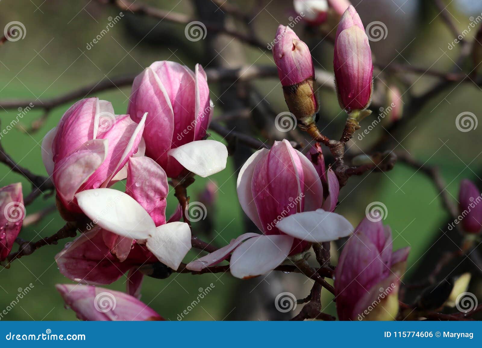 Beautiful Spring Background with Blooming Magnolia Tree. Stock Photo ...