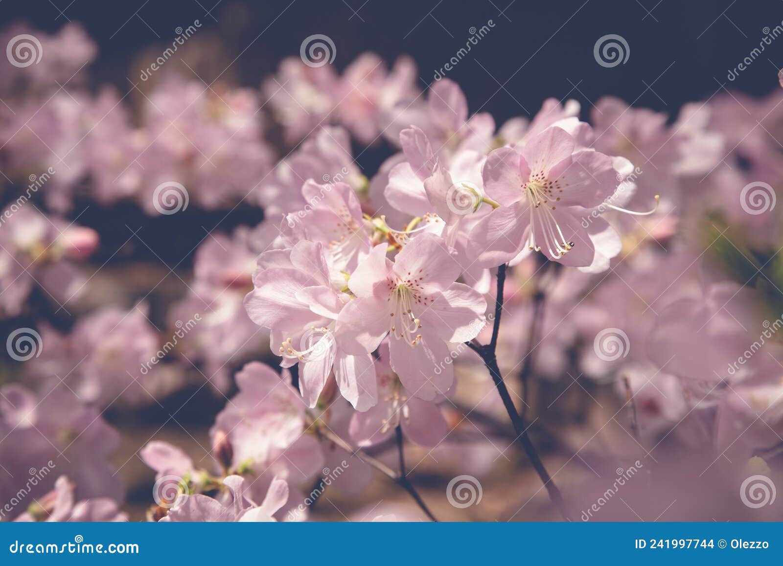 Beautiful Spring Background, Flowering Tree with Delicate Pink Flowers