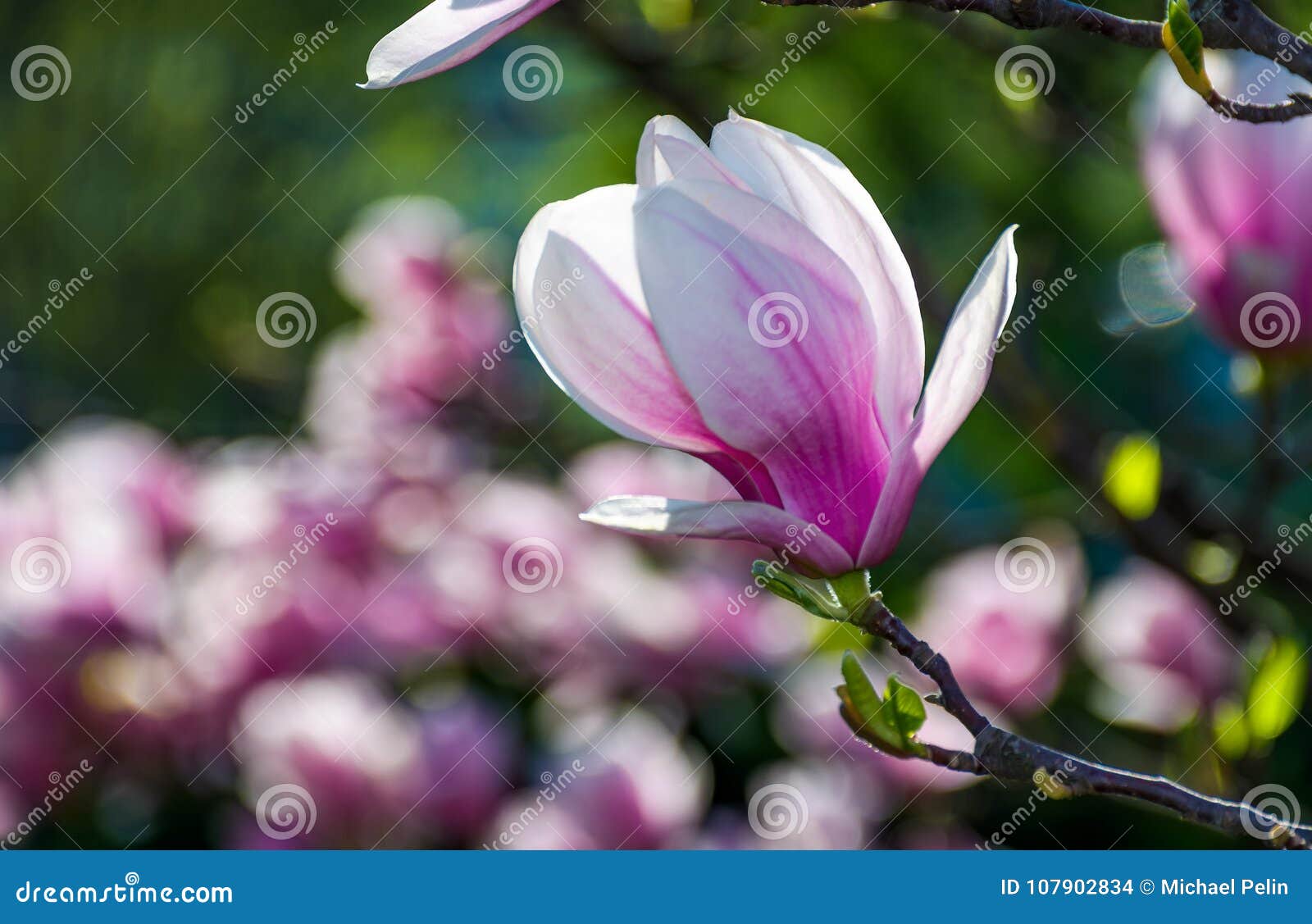Magnolia Flower Blossom in Spring Stock Photo - Image of petals, life ...