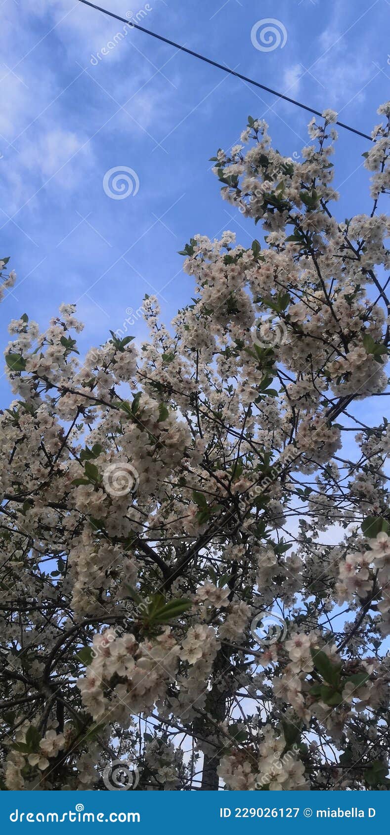 beautiful spring ble sky and some pretty sakura