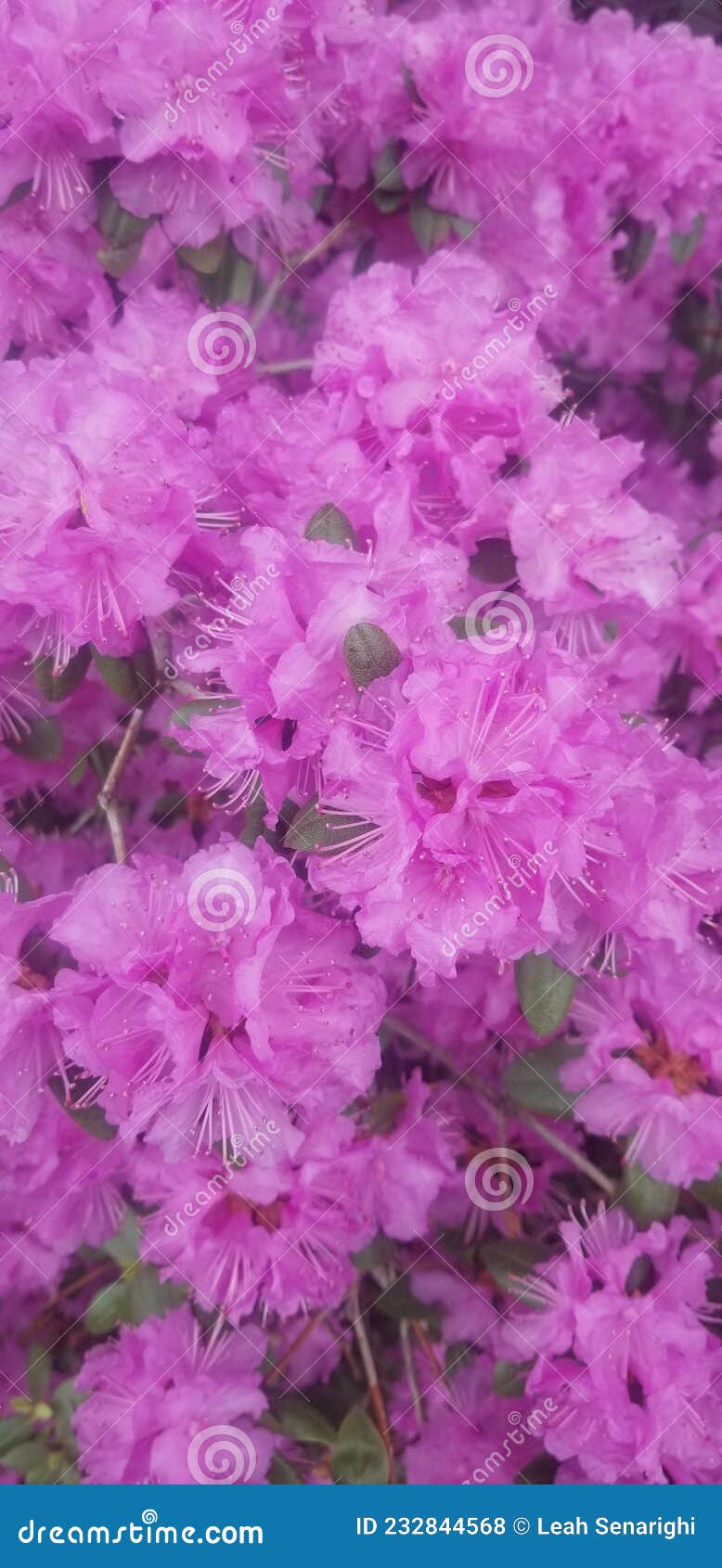 Beautiful Spring Blooms stock photo. Image of food, blossom 232844568