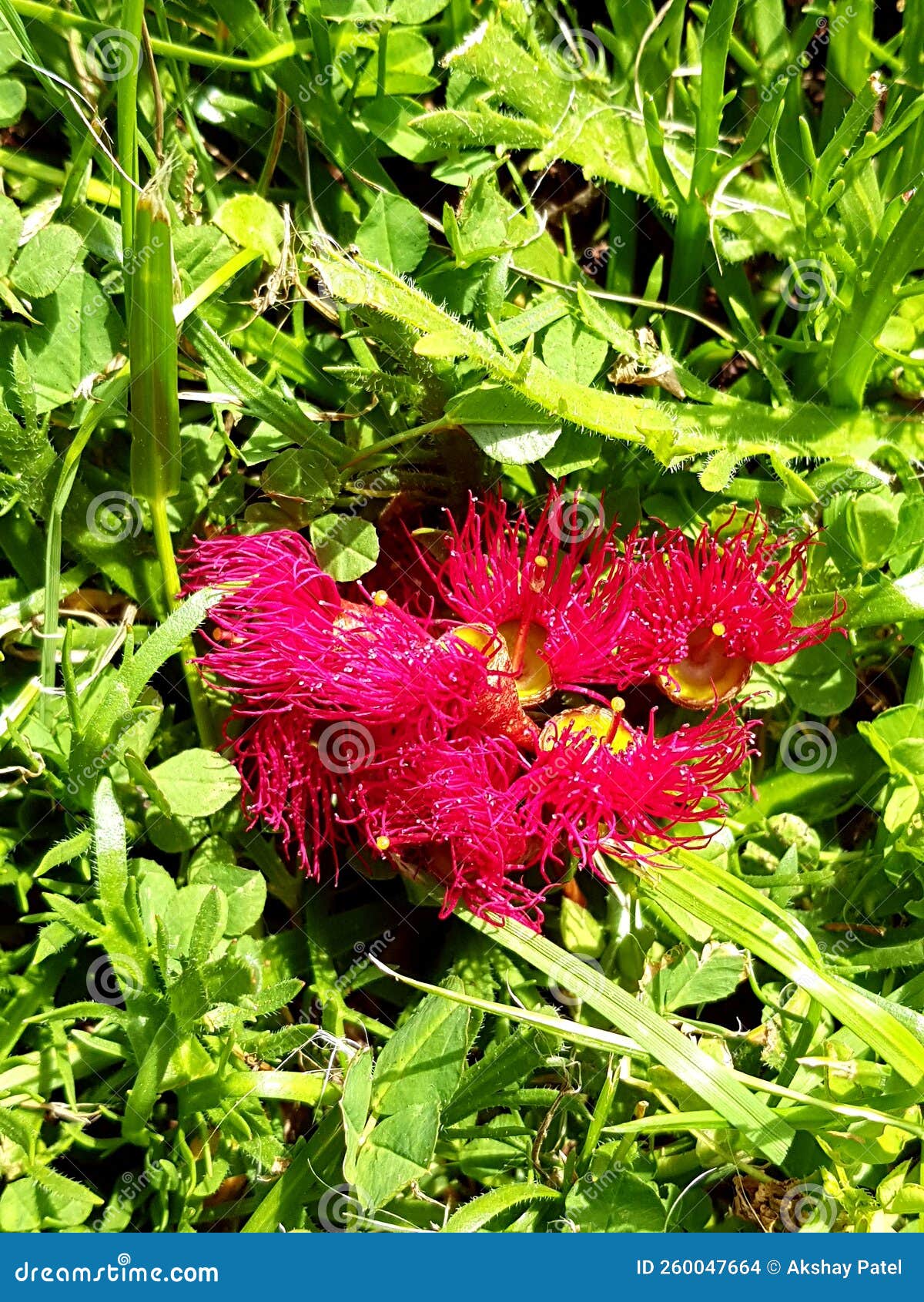 Beautiful Spring Color Flowers Tasmania Stock Photo Image of leaf, green 260047664