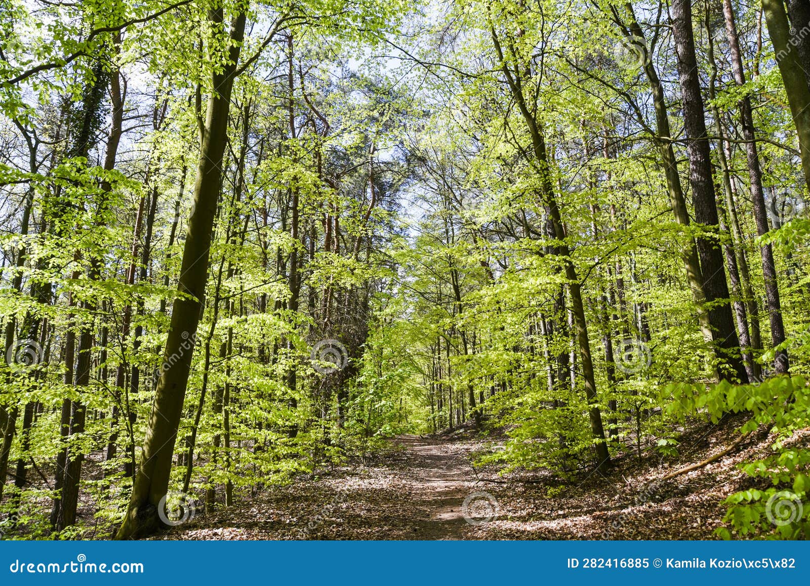 Beautiful Spring Deciduous Forest, Deciduous Forest Texture Stock Image ...