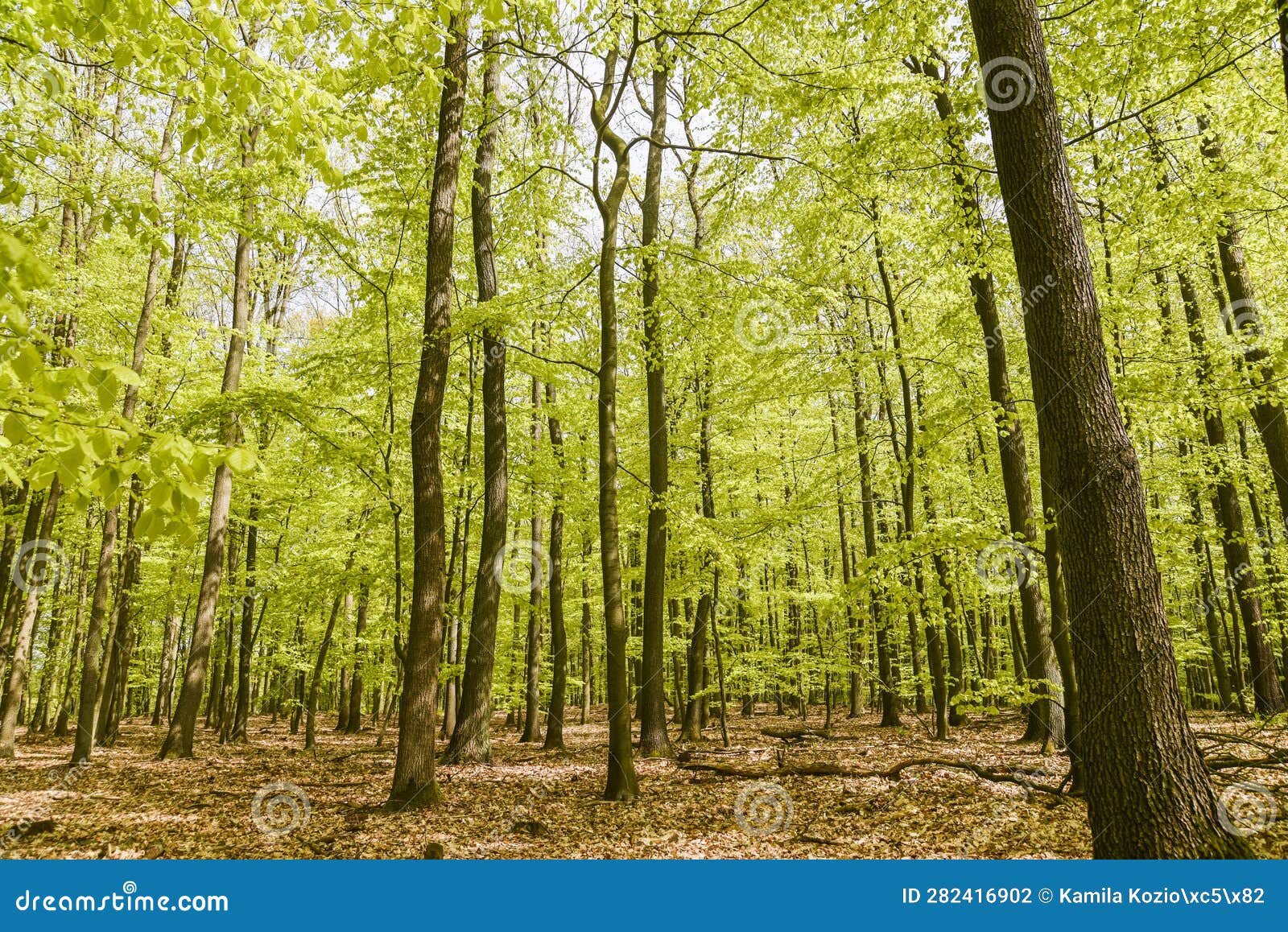 Beautiful Spring Deciduous Forest, Deciduous Forest Texture Stock Photo ...