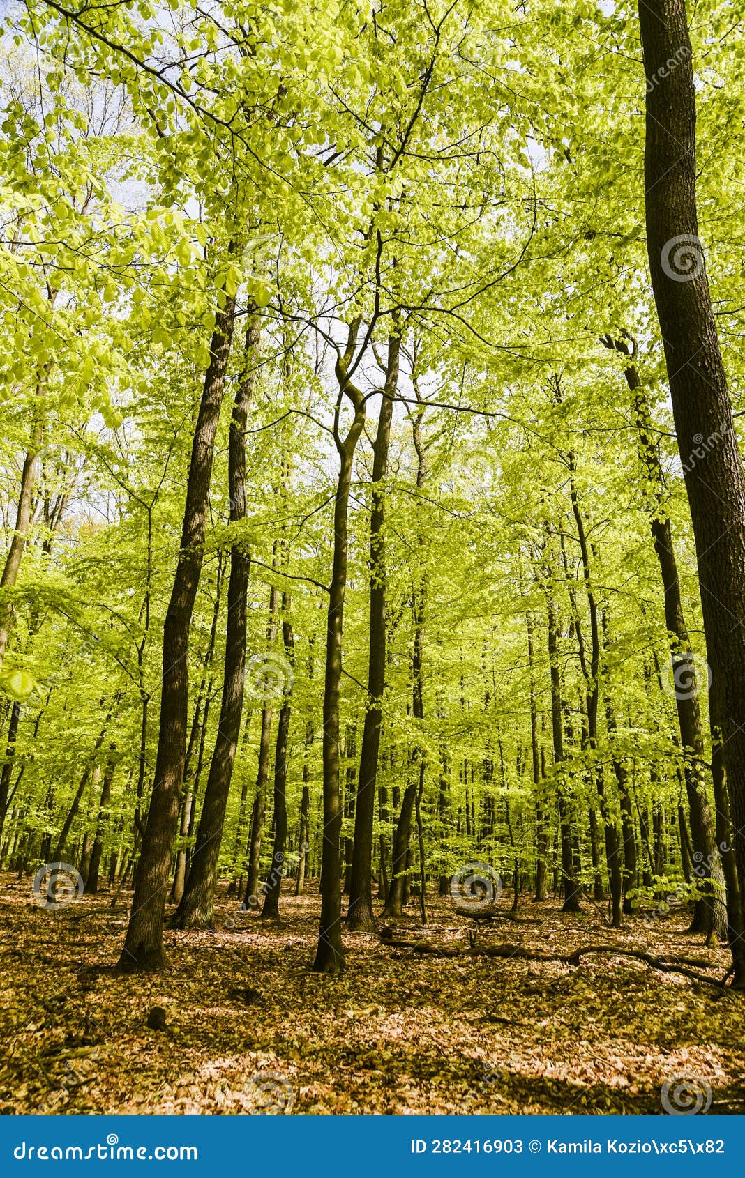Beautiful Spring Deciduous Forest, Deciduous Forest Texture Stock Image ...