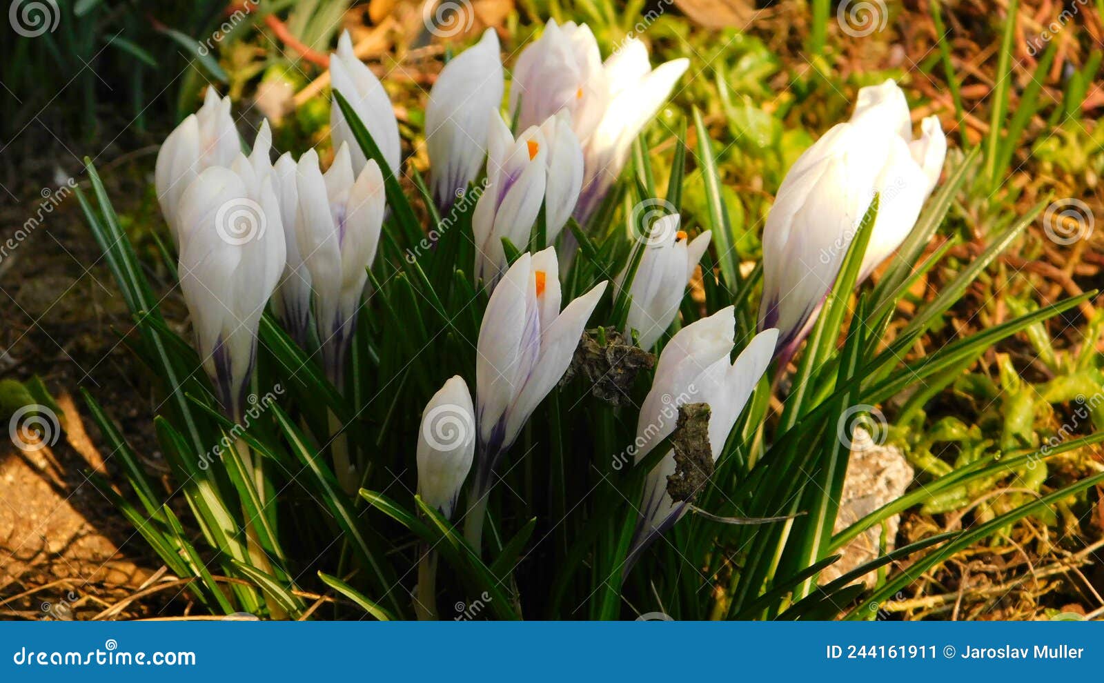 A Beautiful Spring Flower Called Whiteflowered Saffron Stock Image
