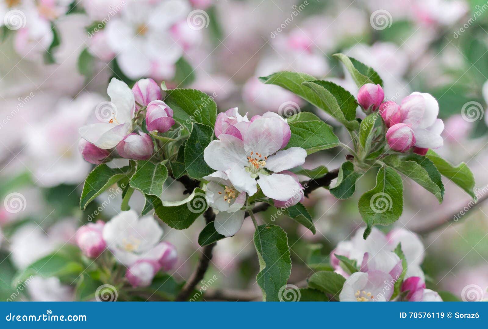 Beautiful Spring Flowering Tree, the Delicate White Flowers of the