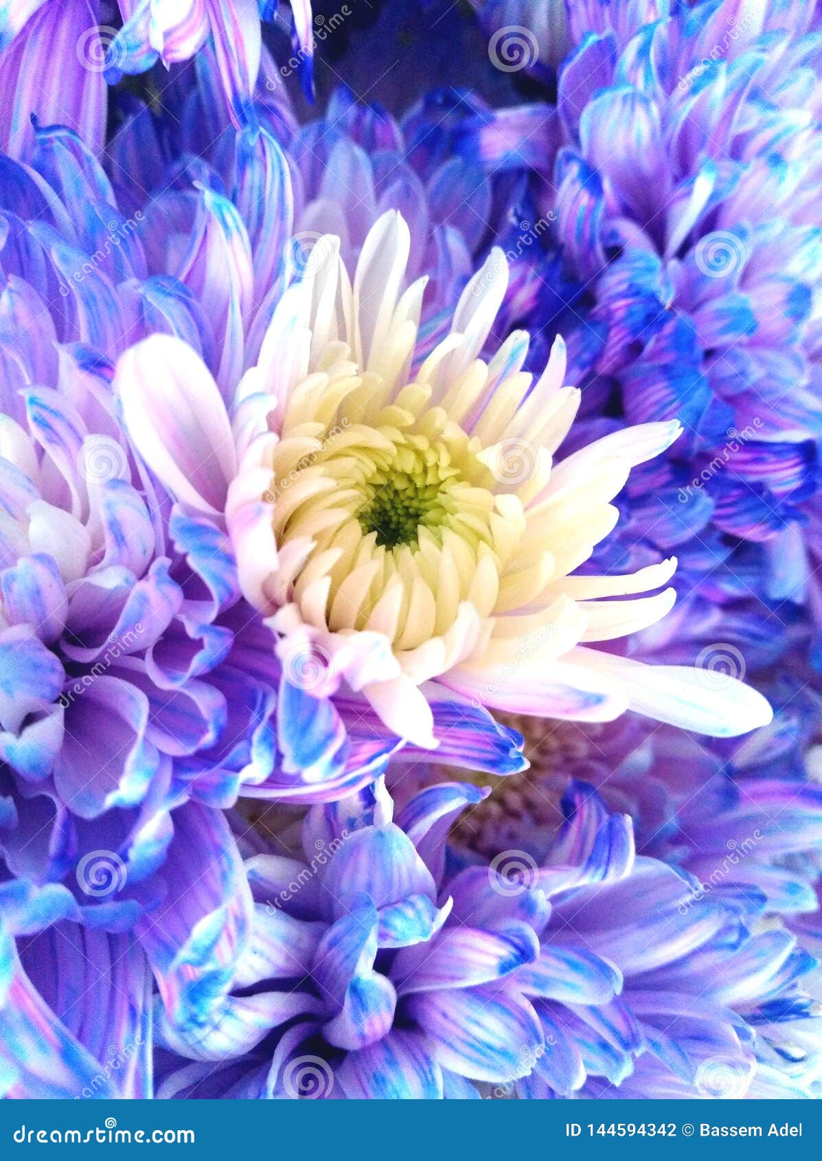 Beautiful Spring Flowers Blooming Under the Sun, Different Types of