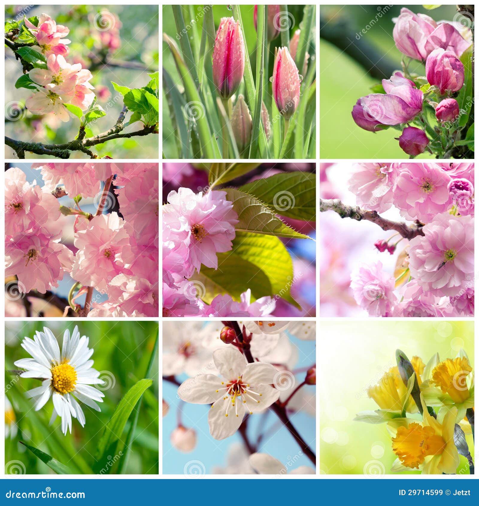 23,803 Flowers Collage Stock Photos - Free & Royalty-Free Stock Photos from  Dreamstime
