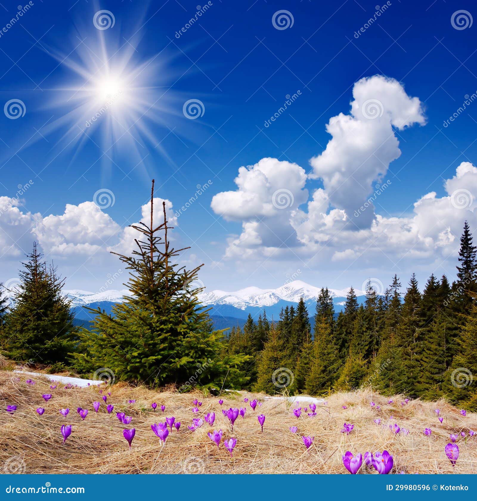 Beautiful Spring Flowers in the Mountains Stock Photo Image of