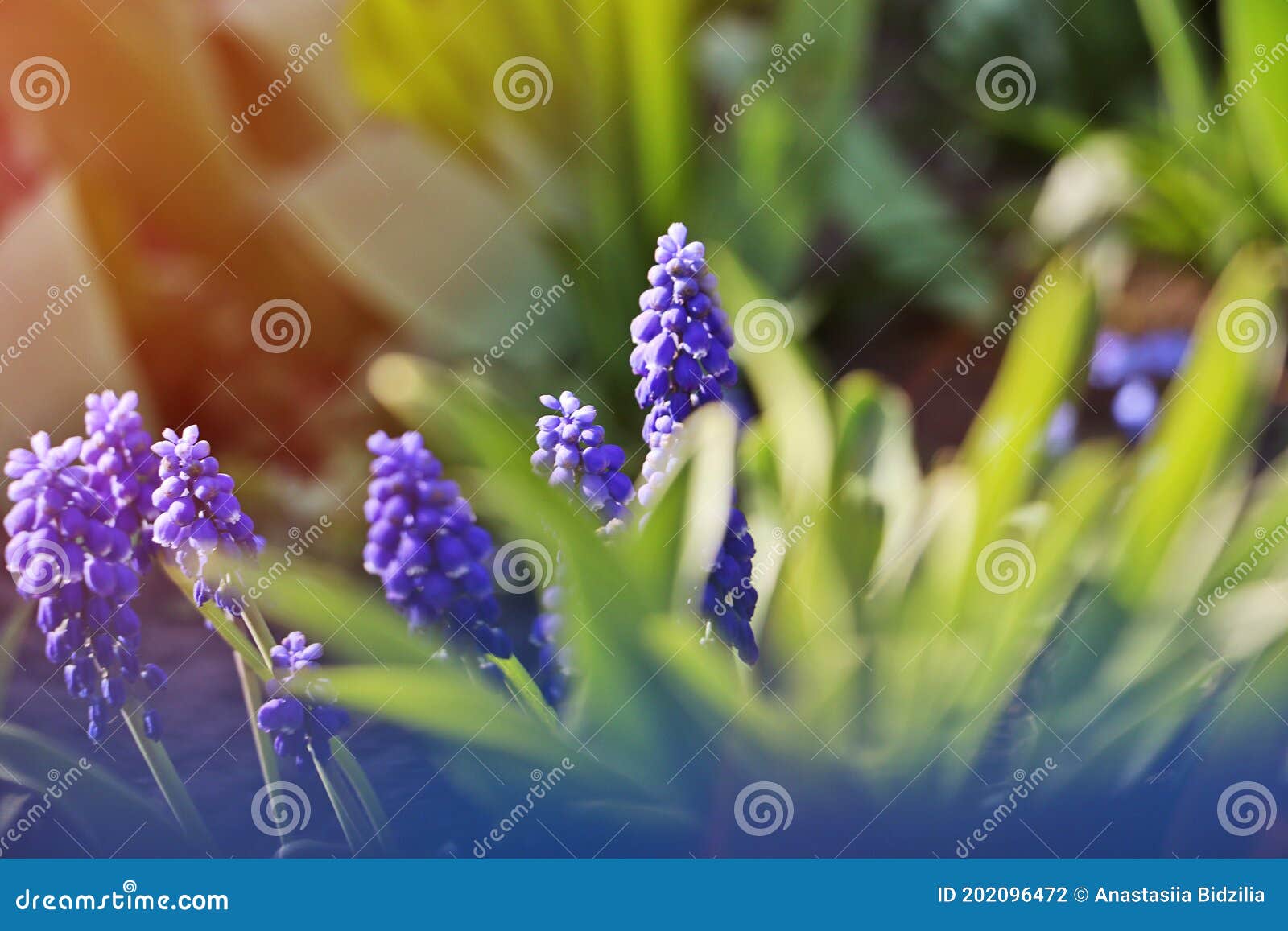 Beautiful Spring Flowers in the Sun Light.Floral Horizontal Wallpaper