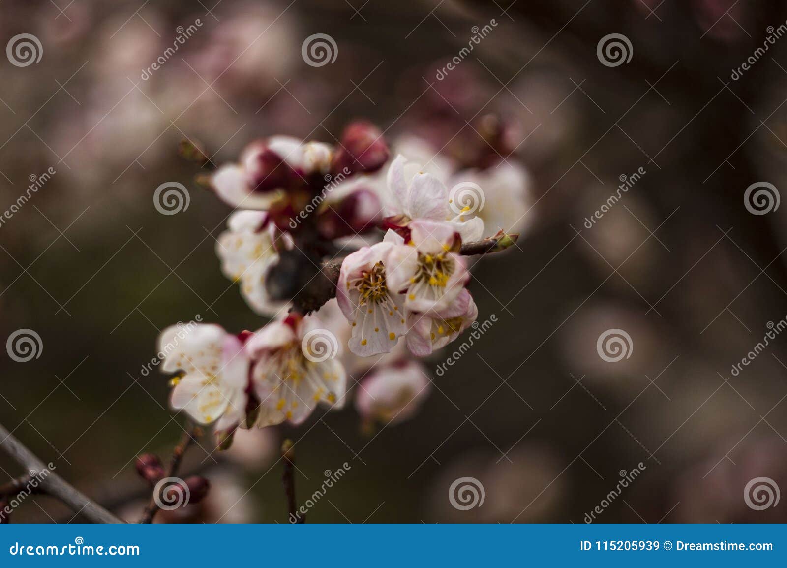Flowers of spring stock image. Image of leaf, flower - 115205939
