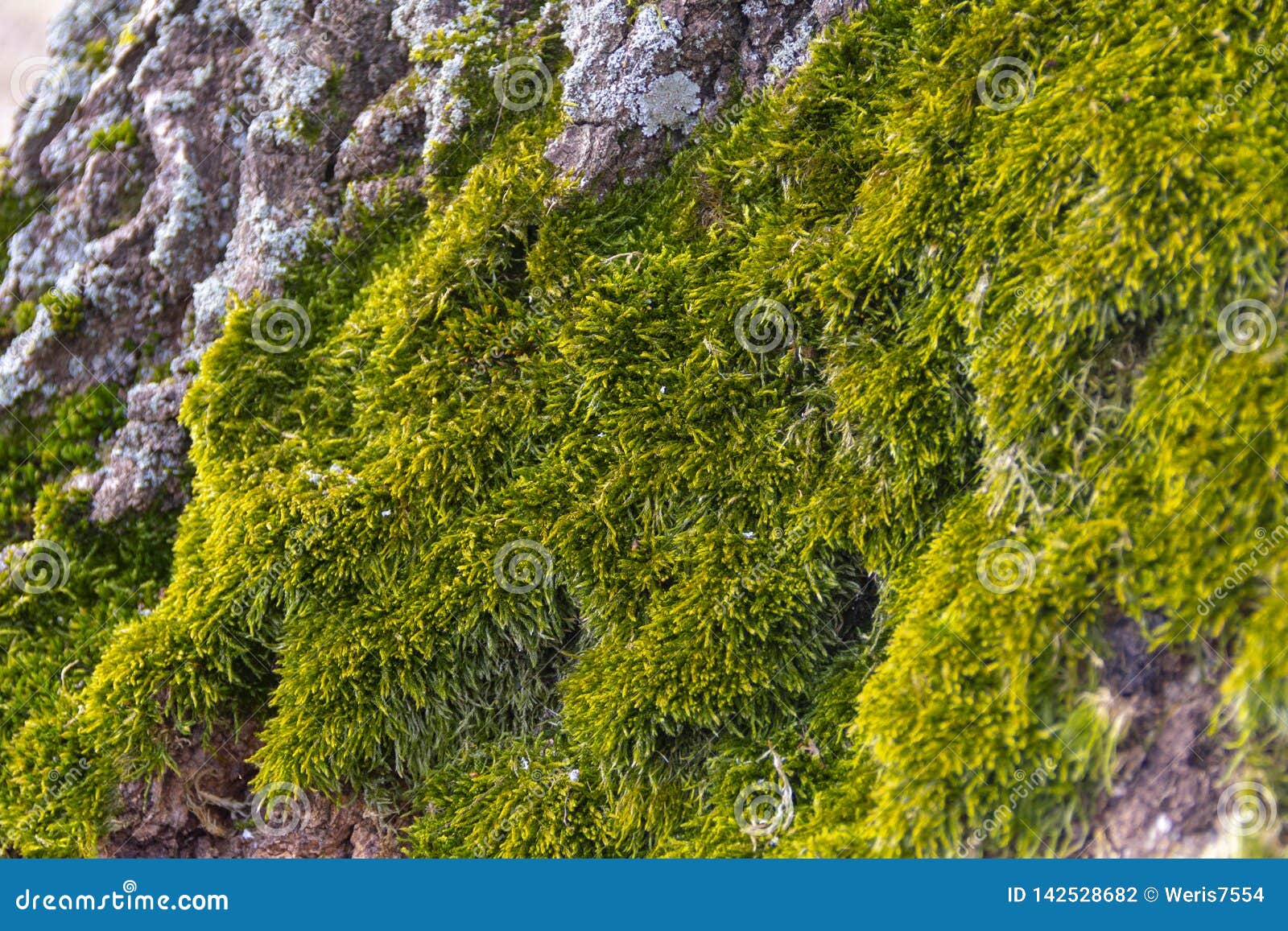 Beautiful Spring Fluffy Green Saturated Moss on the Bark of a Tree
