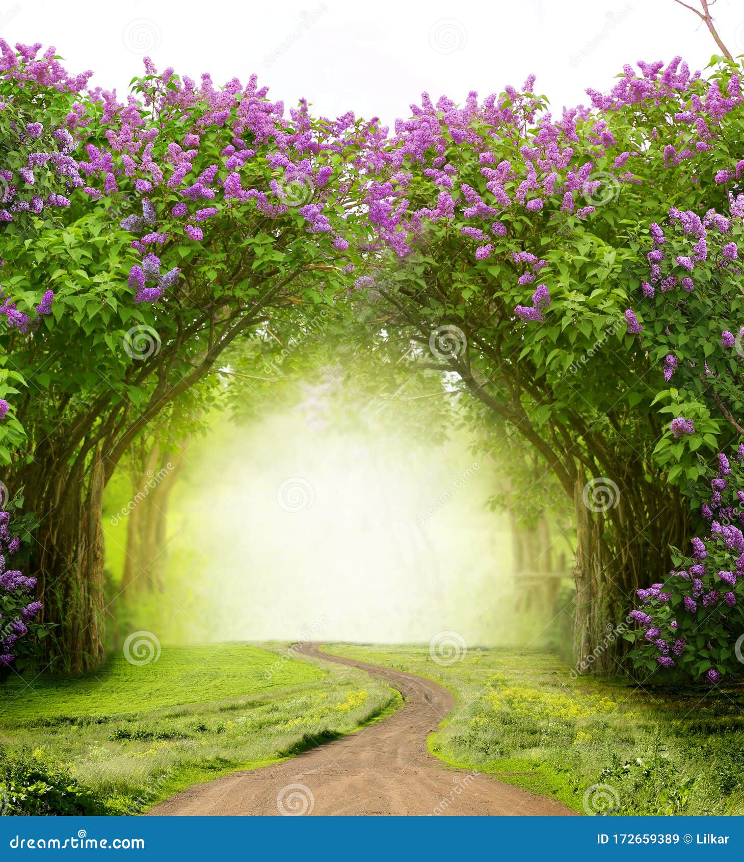 beautiful landscape.lilac trees in blossom magic forest with road. fantasy  background