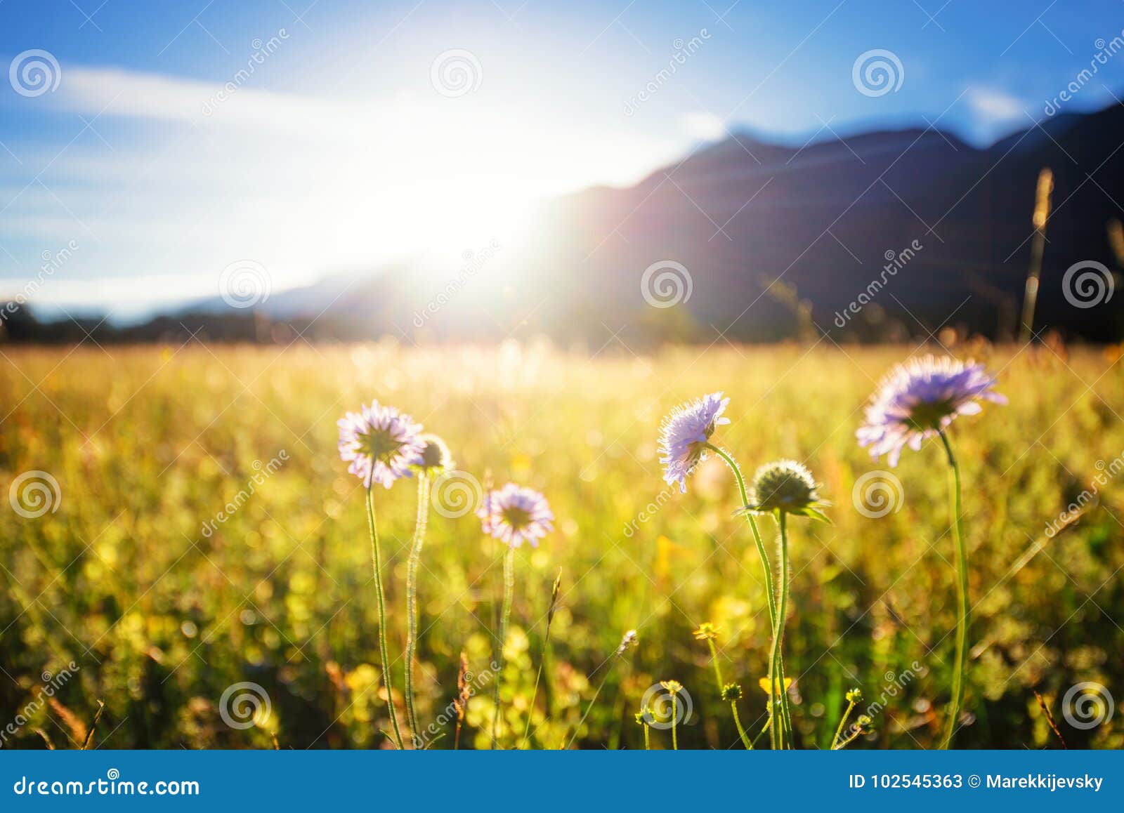 beautiful spring meadow. sunny clear sky with sunlight in mountains. colorful field full of flowers. grainau, germany