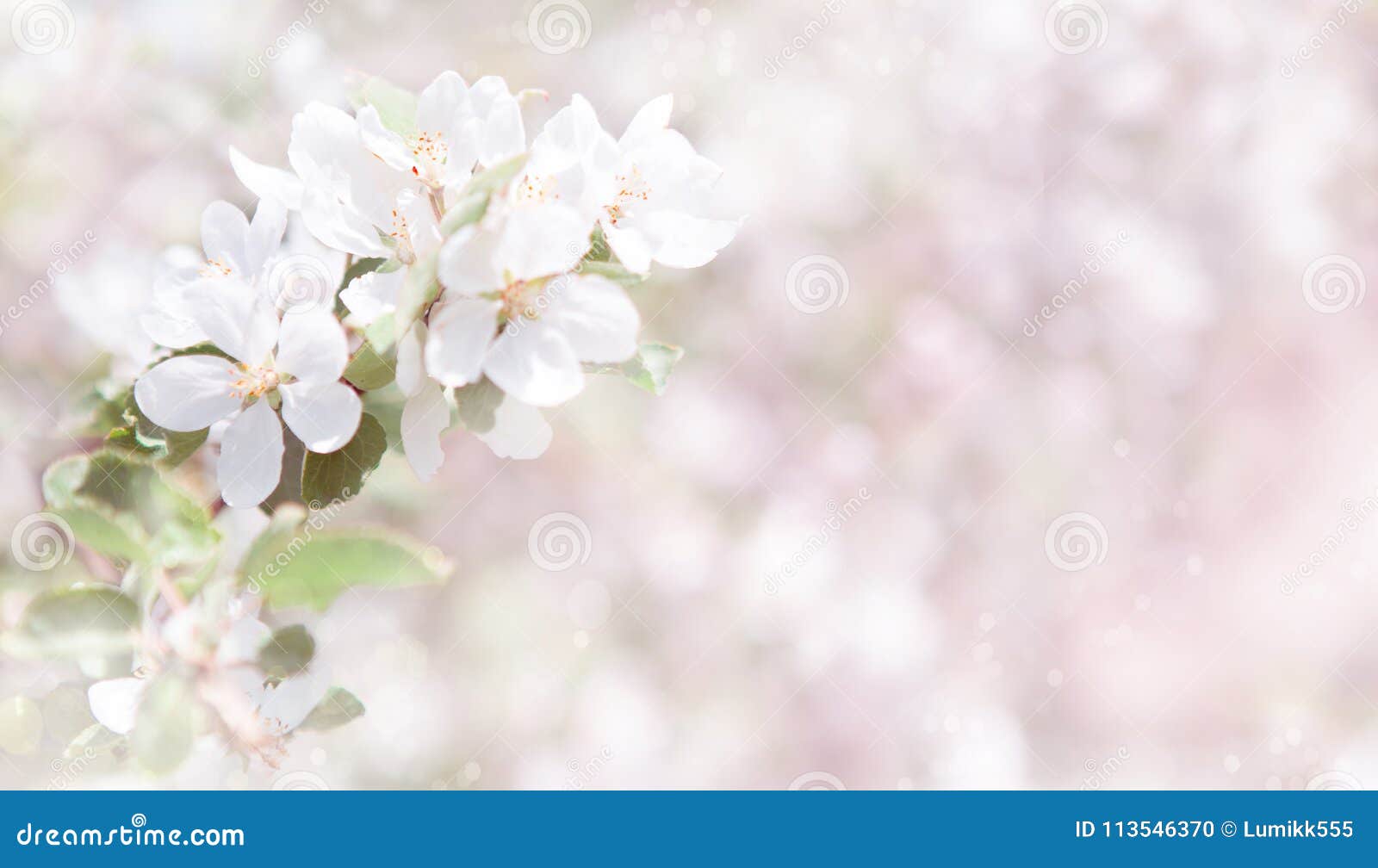 Blurred White and Pink Spring Nature Background Stock Photo - Image of  nature, backdrop: 113546370