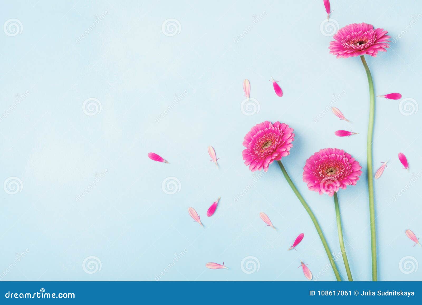 beautiful spring pink flowers on blue pastel table top view. floral border. flat lay style.