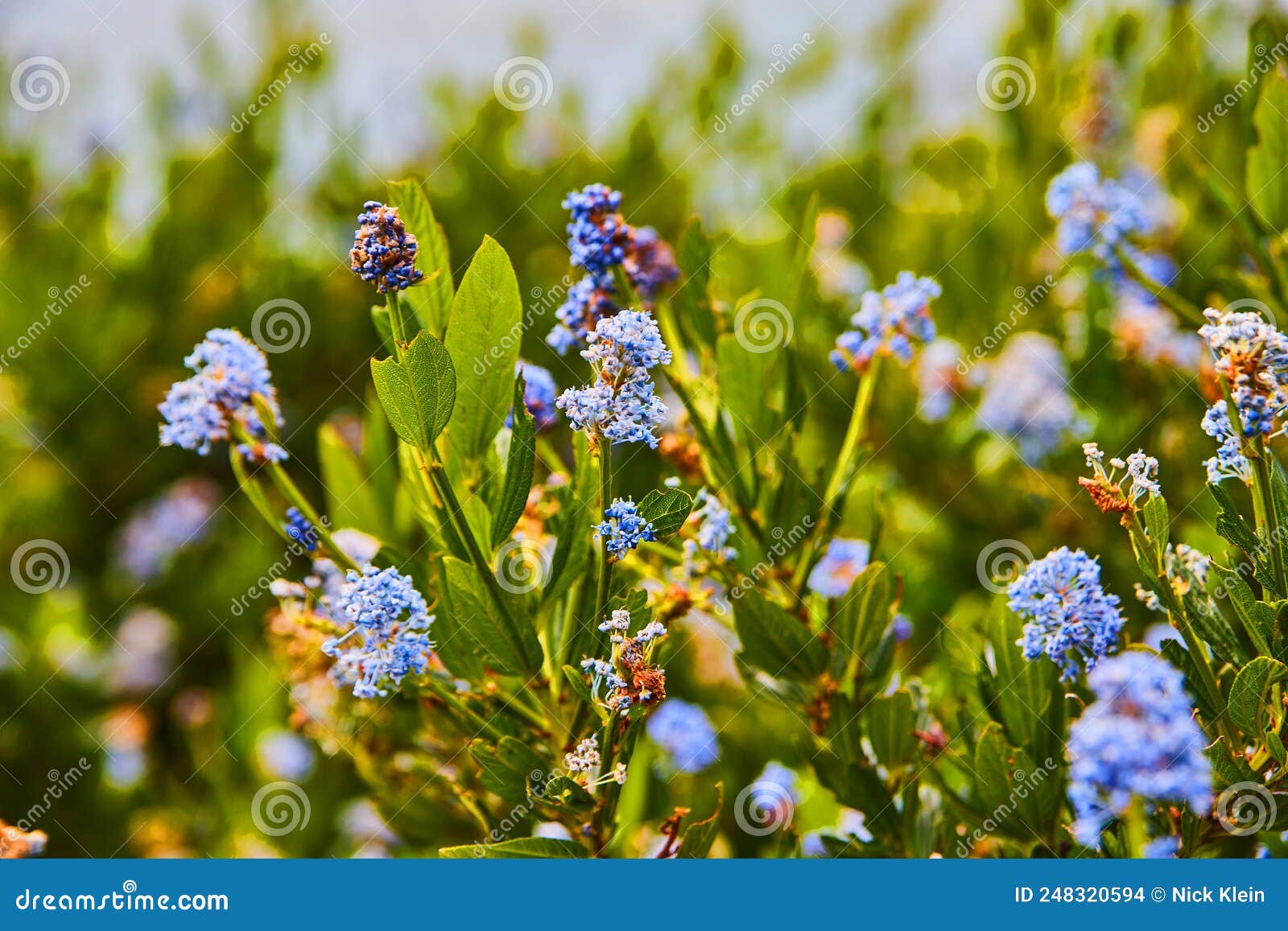 Beautiful Spring Purple Flowers Blooming Stock Photo Image of spring