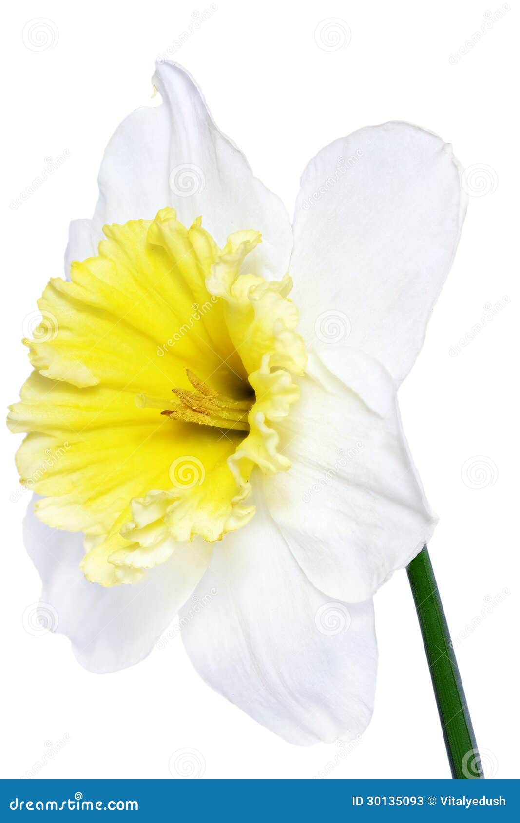 Beautiful Spring Single Flower: White Narcissus (Daffodil) Stock Image ...