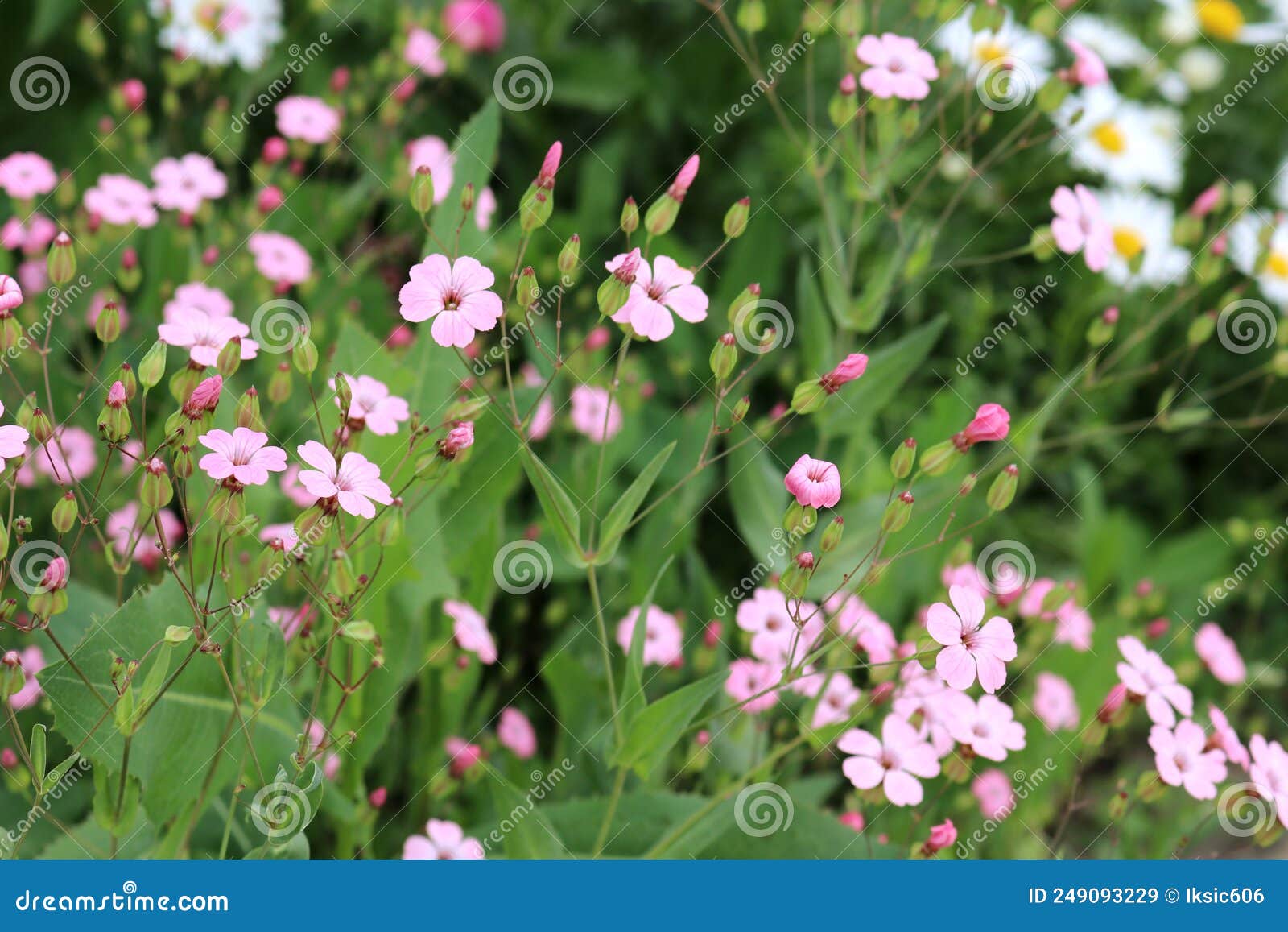 Beautiful Spring and Summer Flowers in the Field Stock Image Image of