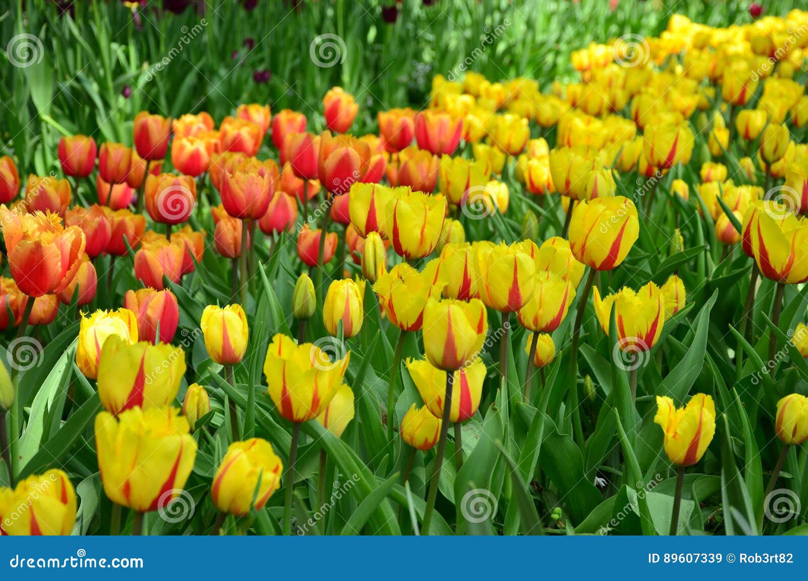Beautiful Spring Tulip Flowers in Keukenhof Park in Netherlands Holland ...