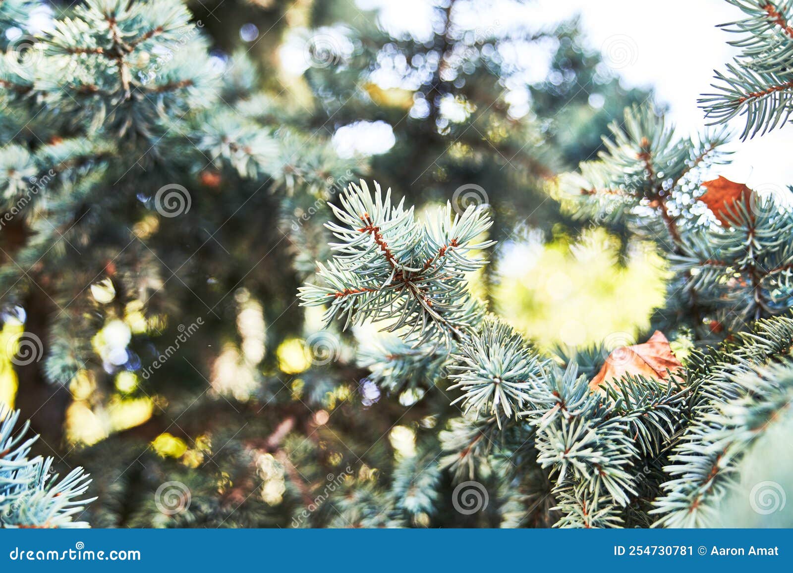 Beautiful Spruce Tree Image Stock Image Image of coniferous, needles